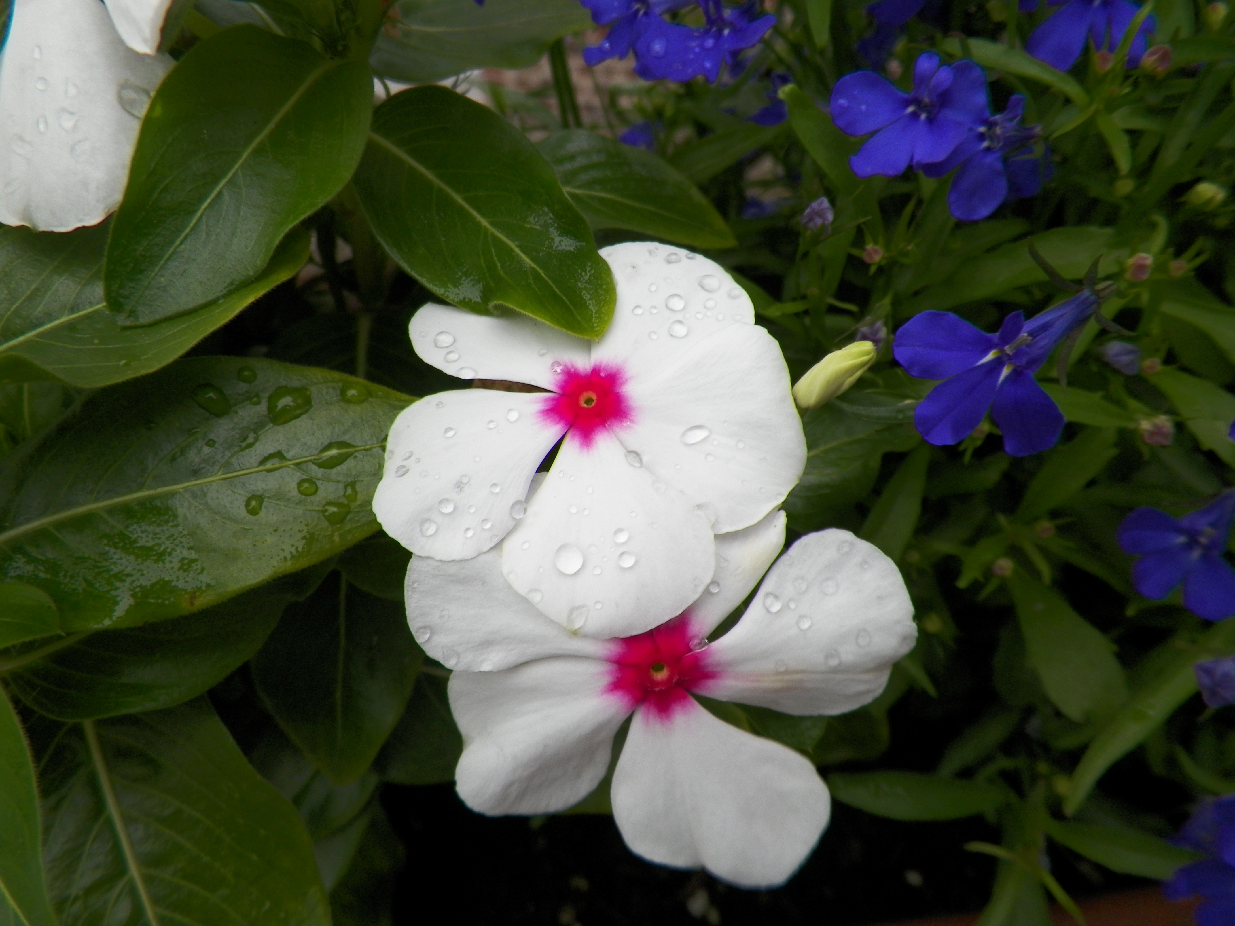 Pink and white flower photo