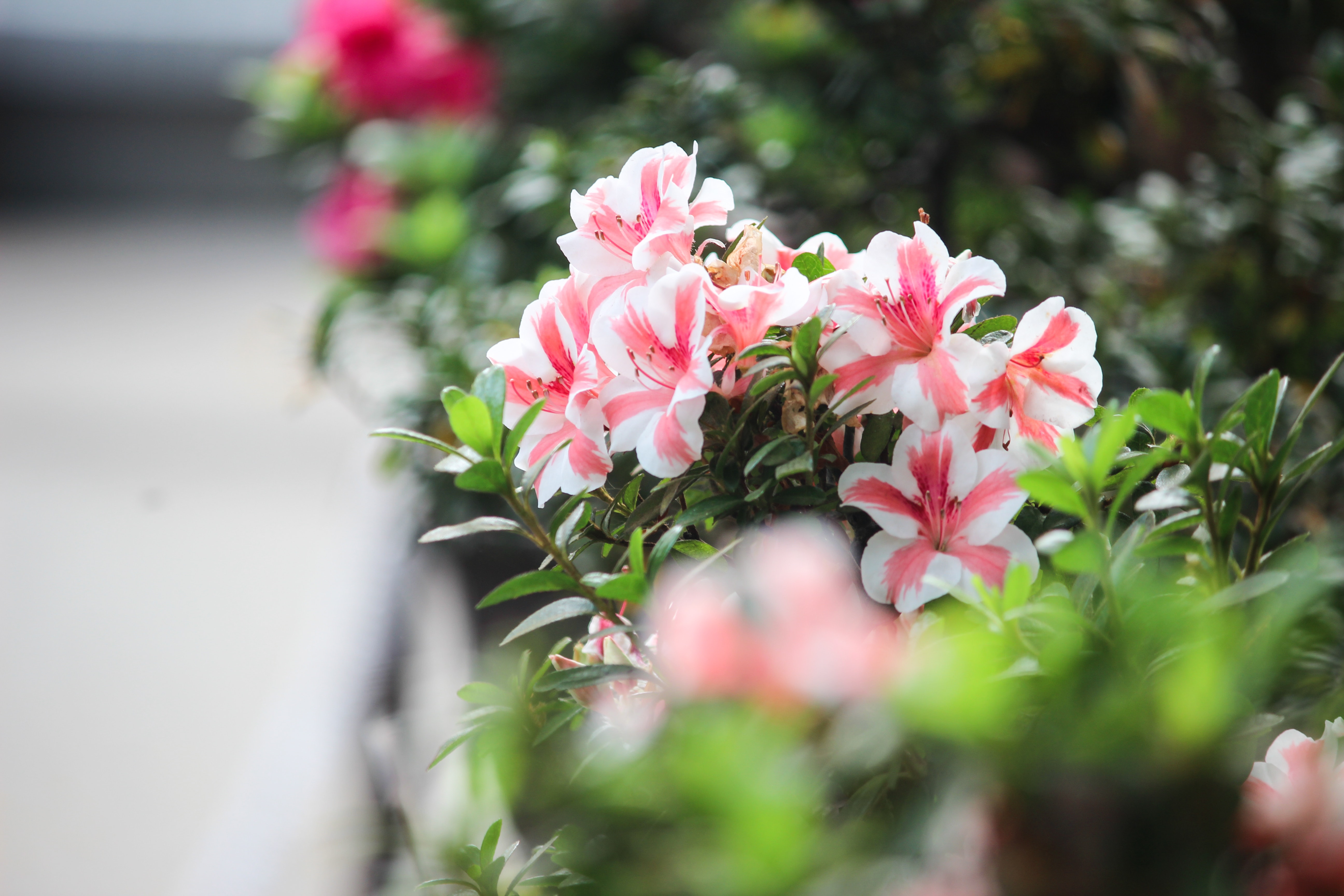 Pink and white flowers photo