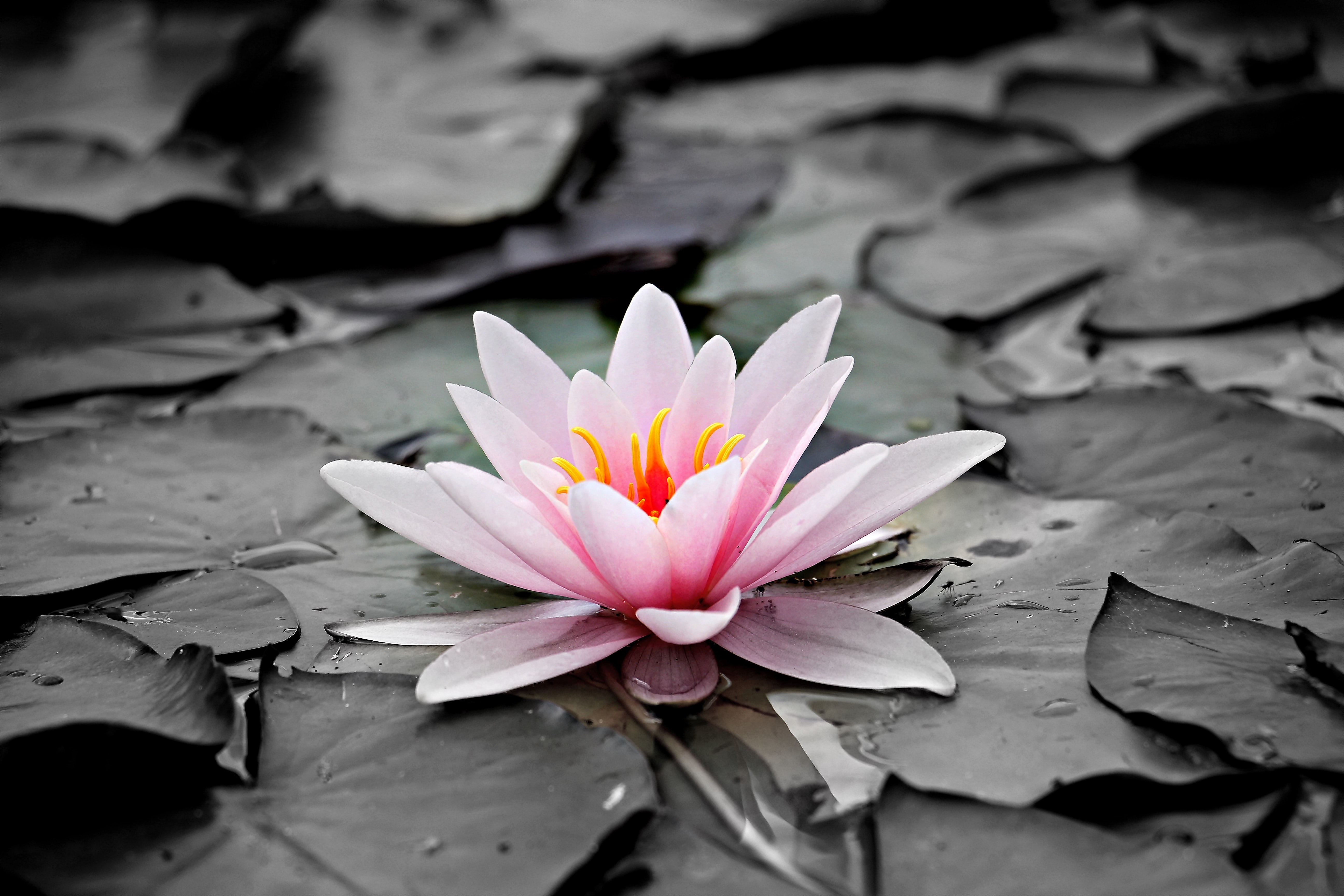 Pink and white lotus flower photo