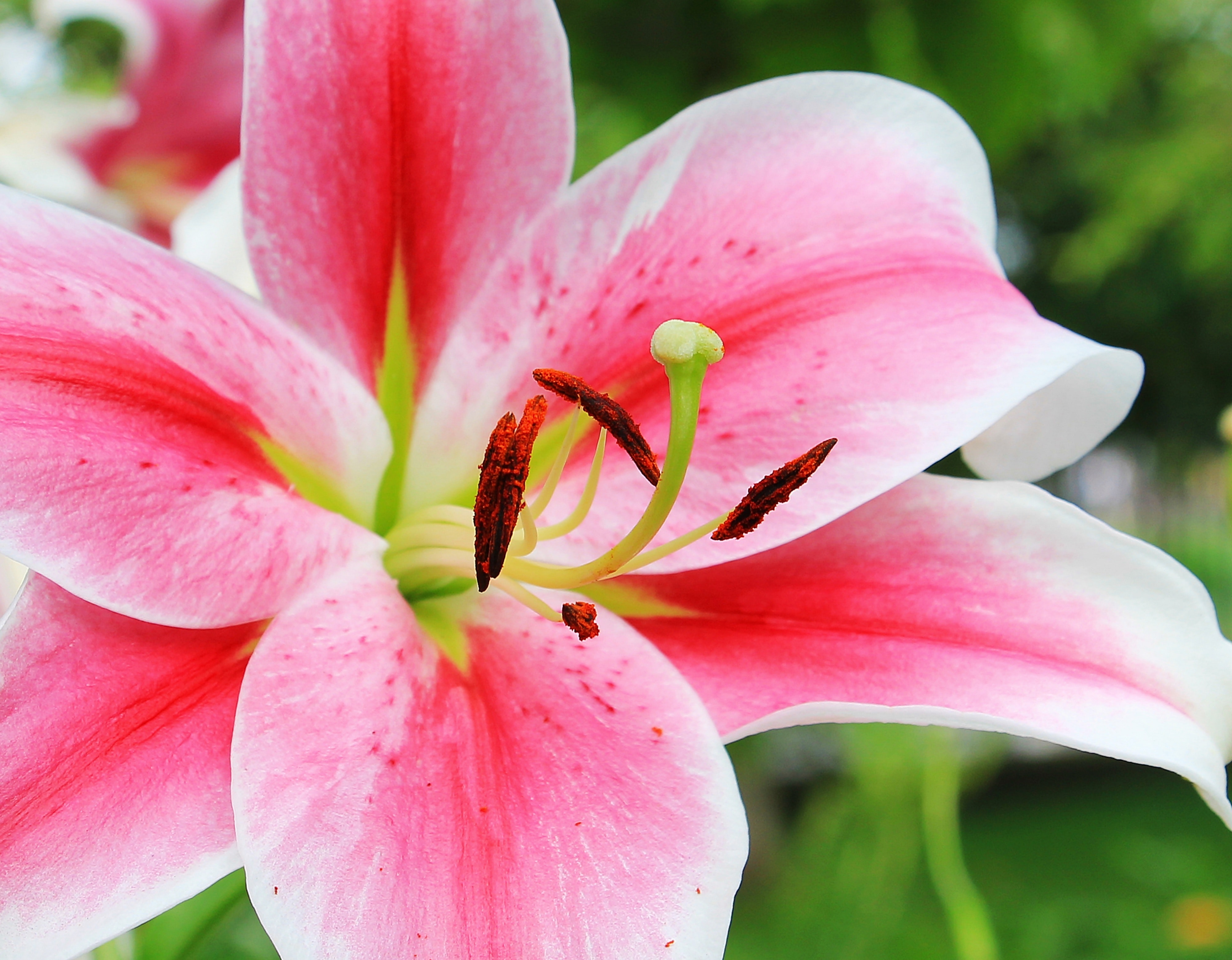 Pink and white petaled flower photo