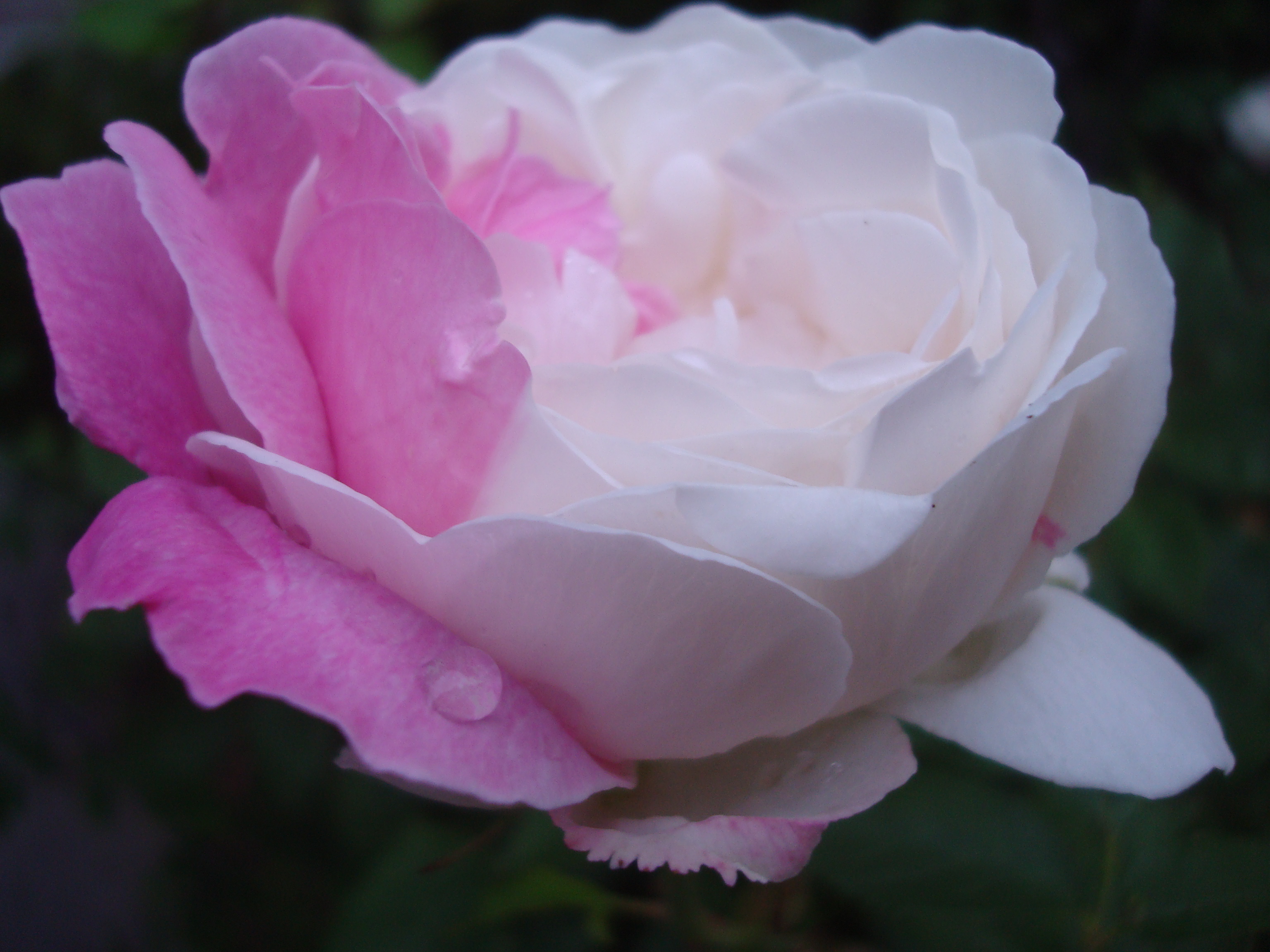 Pink and white rose photo