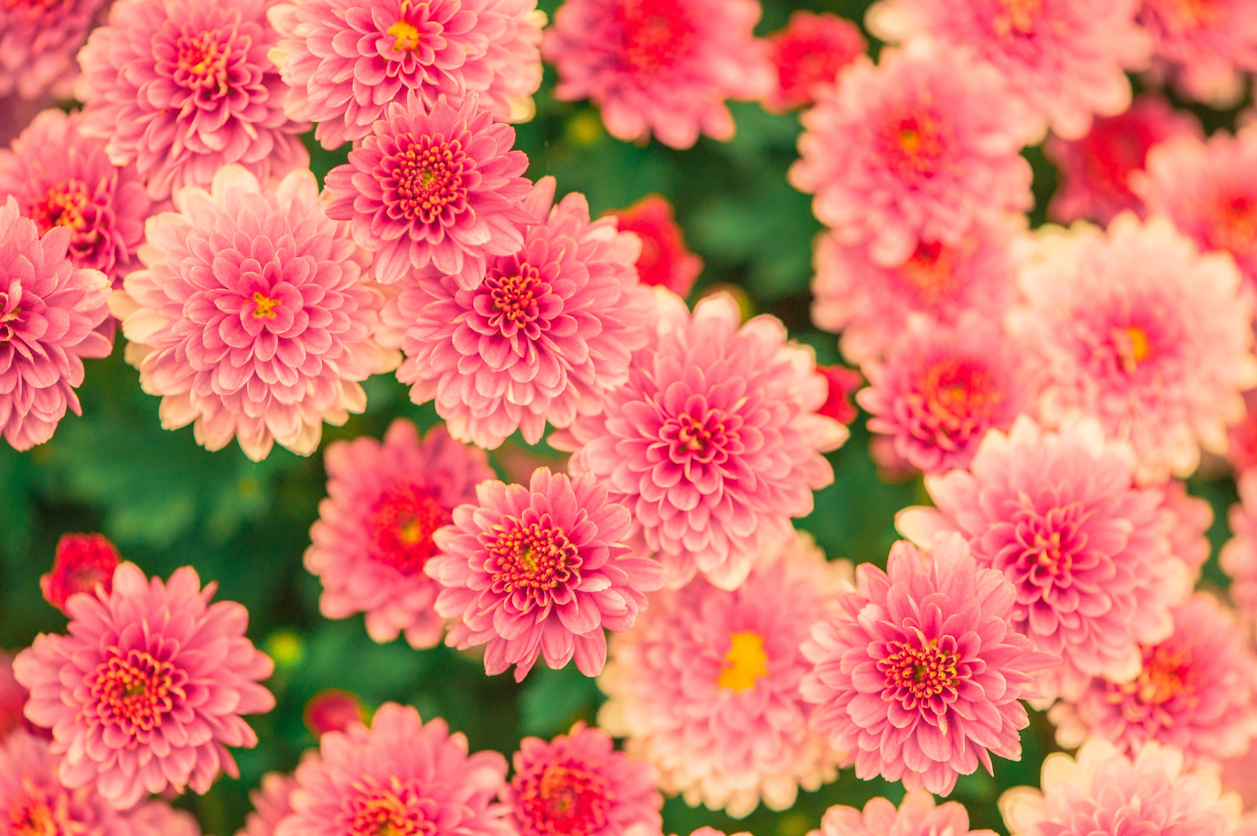 Pink and Yellow Petaled Flower Photo, Beautiful, Garden, Spring, Pretty, HQ Photo