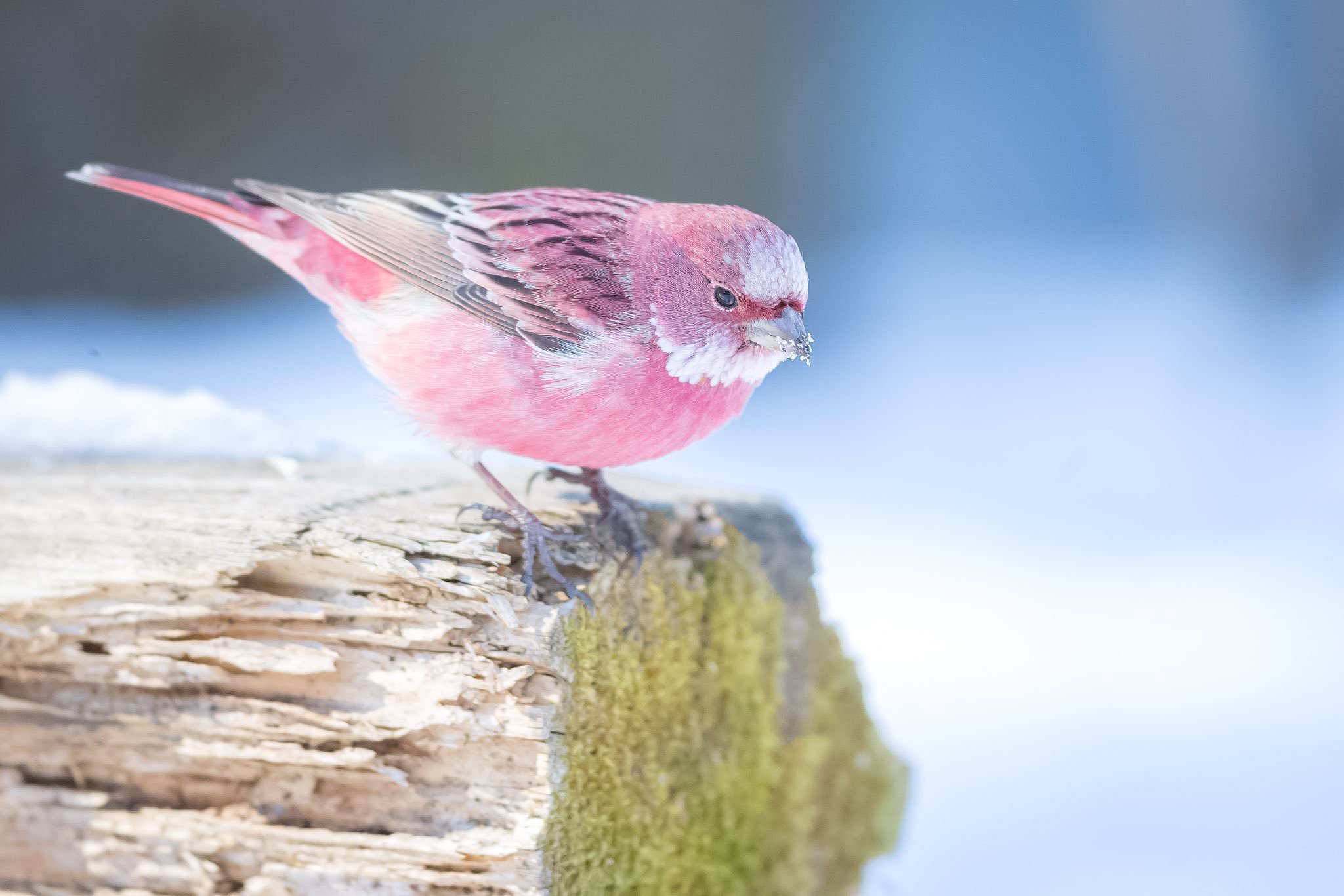 This pink bird is called the Rose finch and it looks like cotton ...