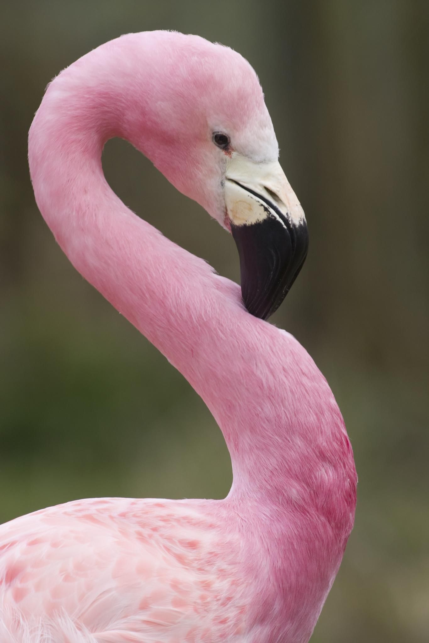 Pink - Flamingo - title This is my good side! - by Steven Davies ...