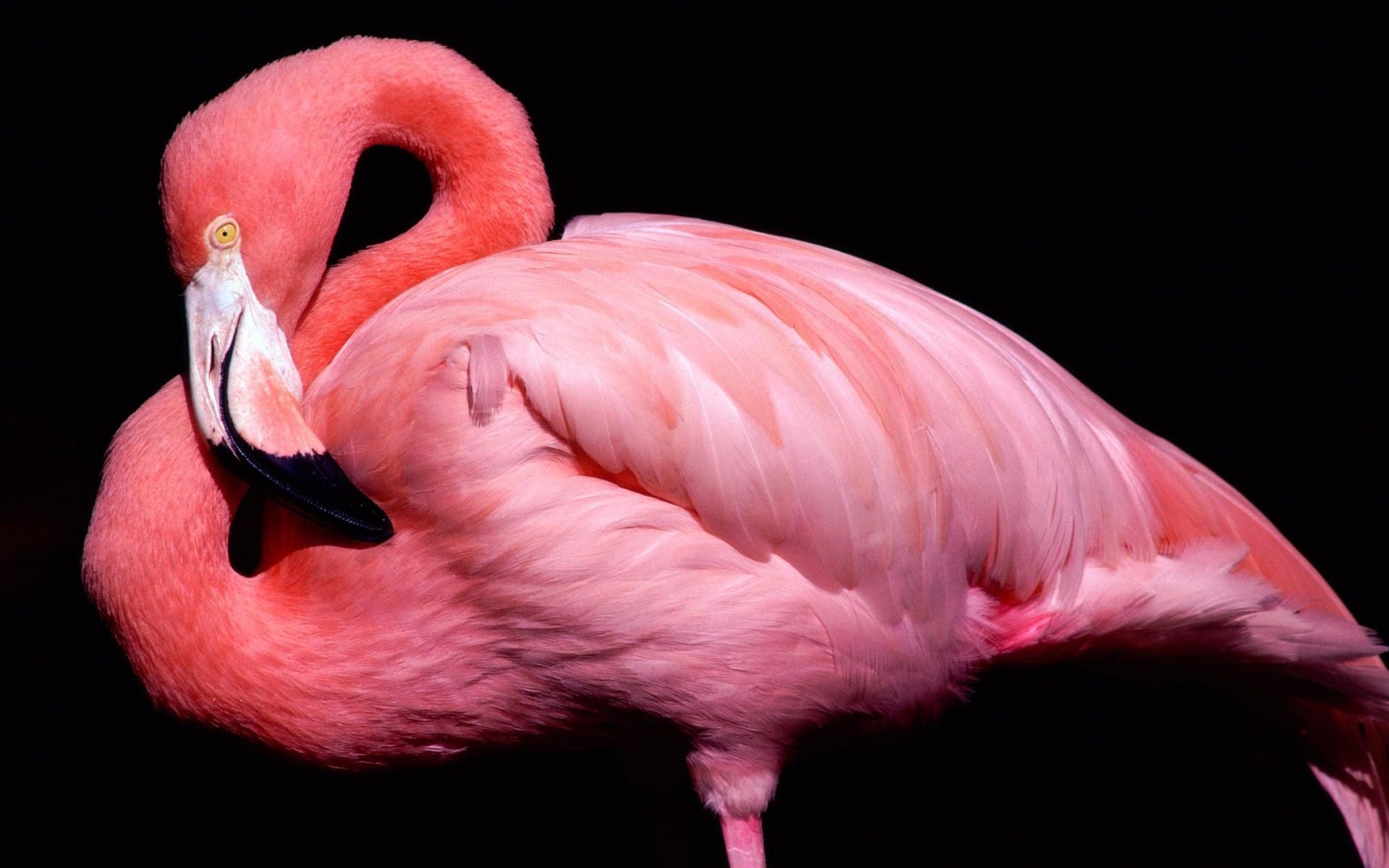 Pink Bird Flamingo | HD Wallpapers