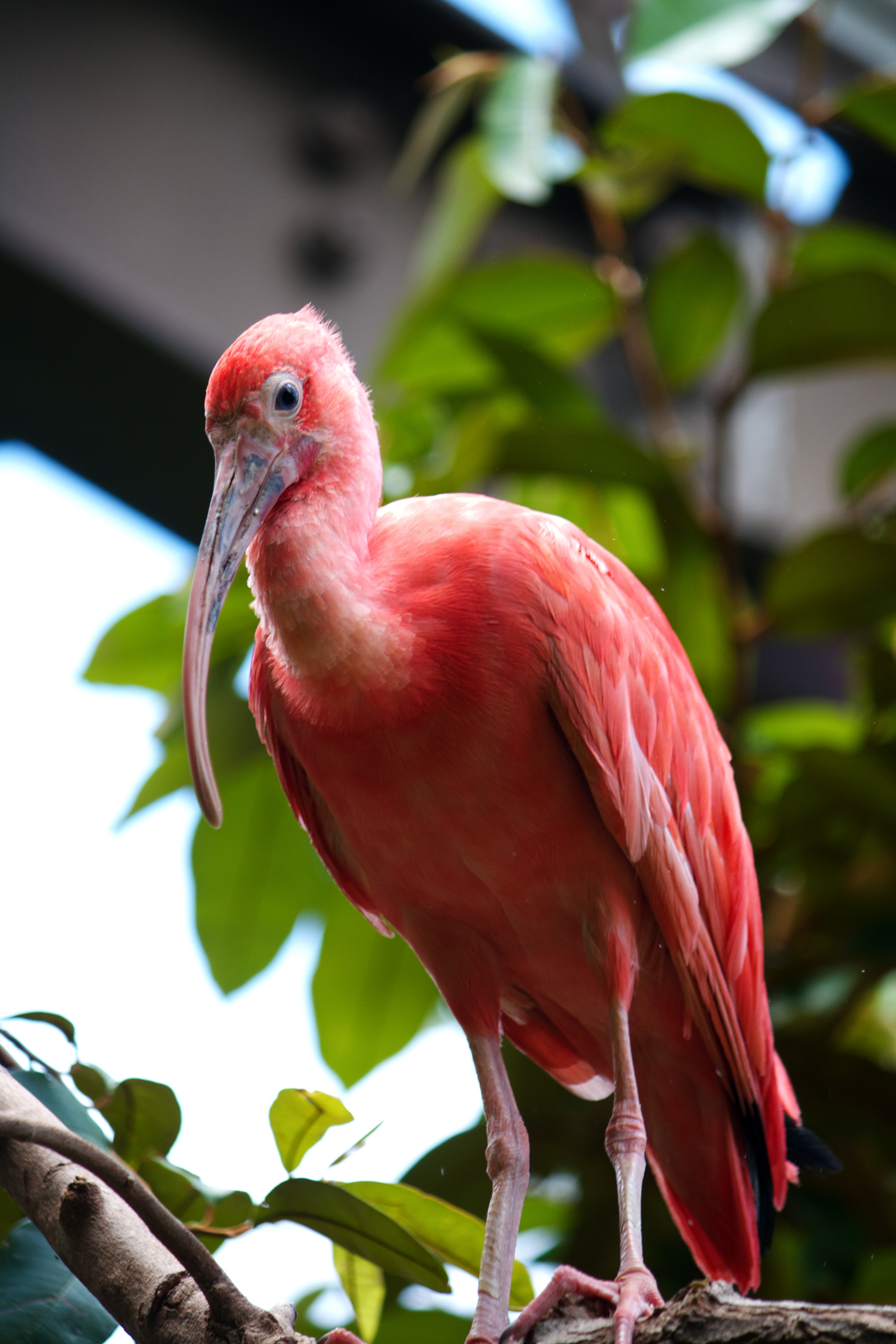 Птицы с розовым оперением