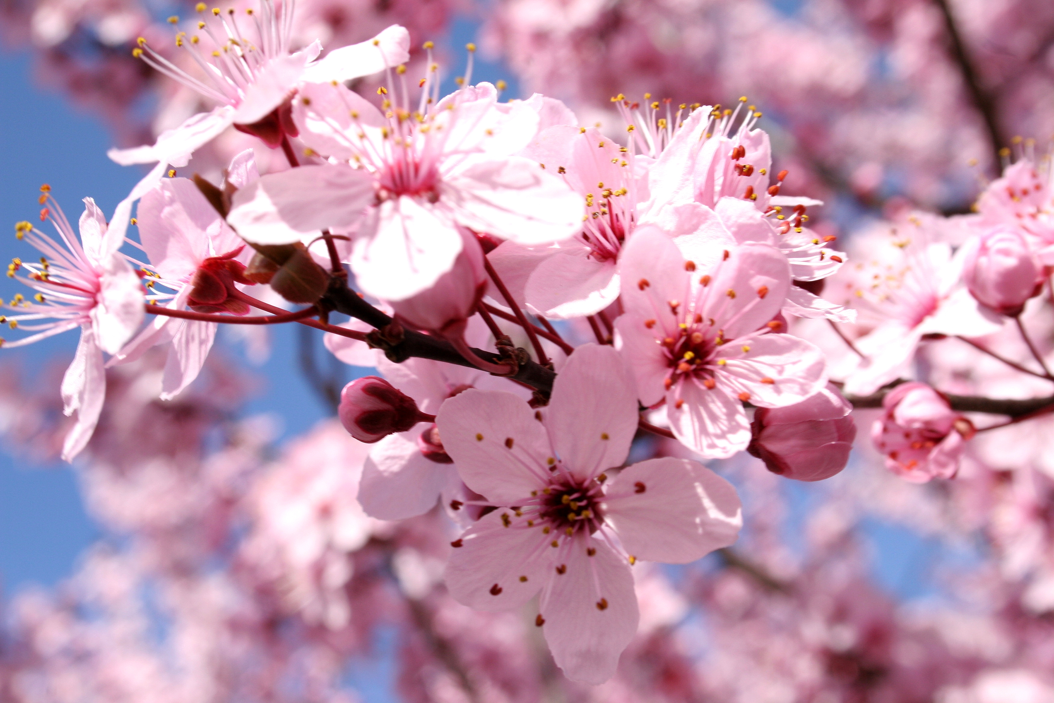 Photos] Awesome Pink Blossom | Phong Photography