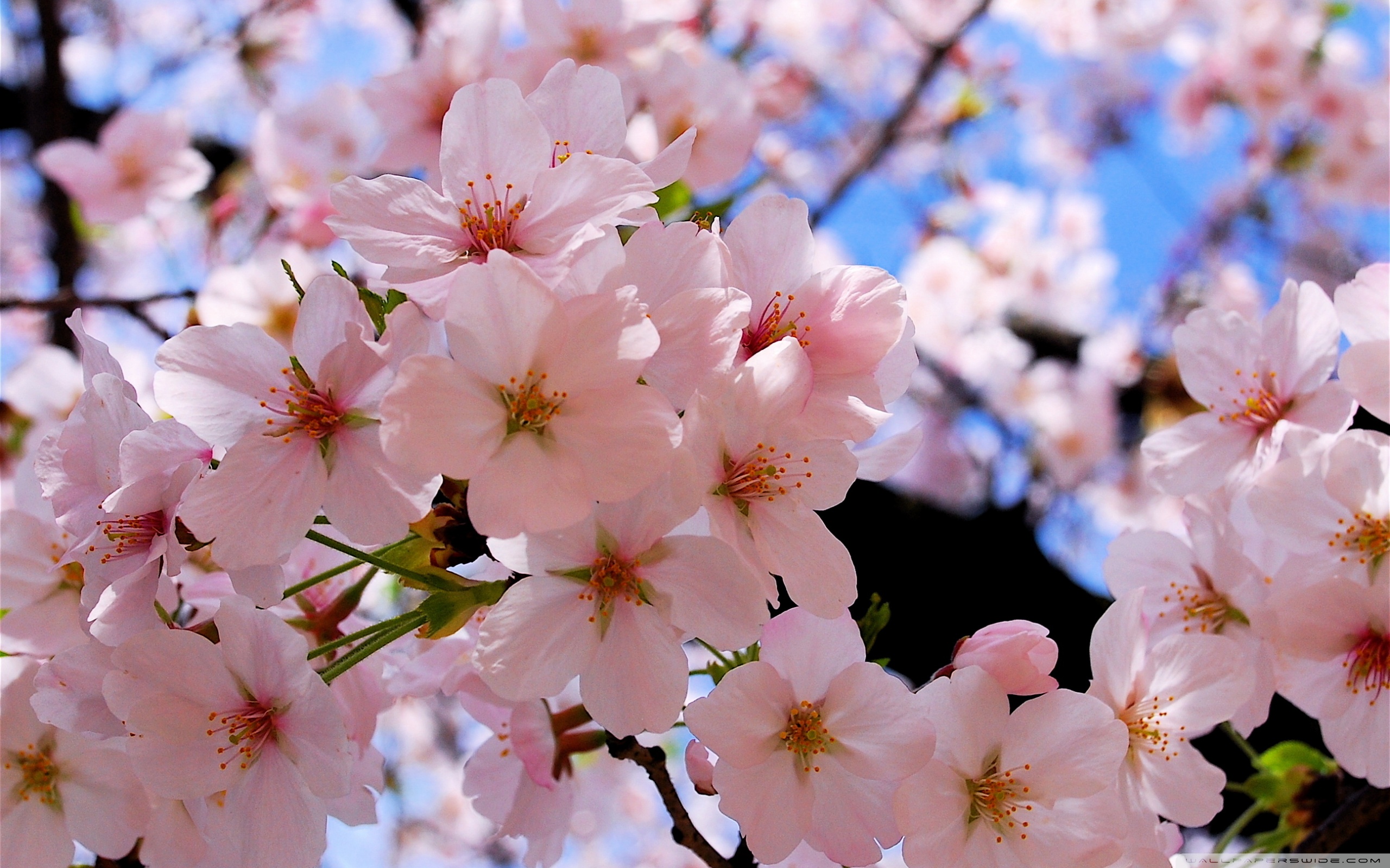 Pink blossoms photo