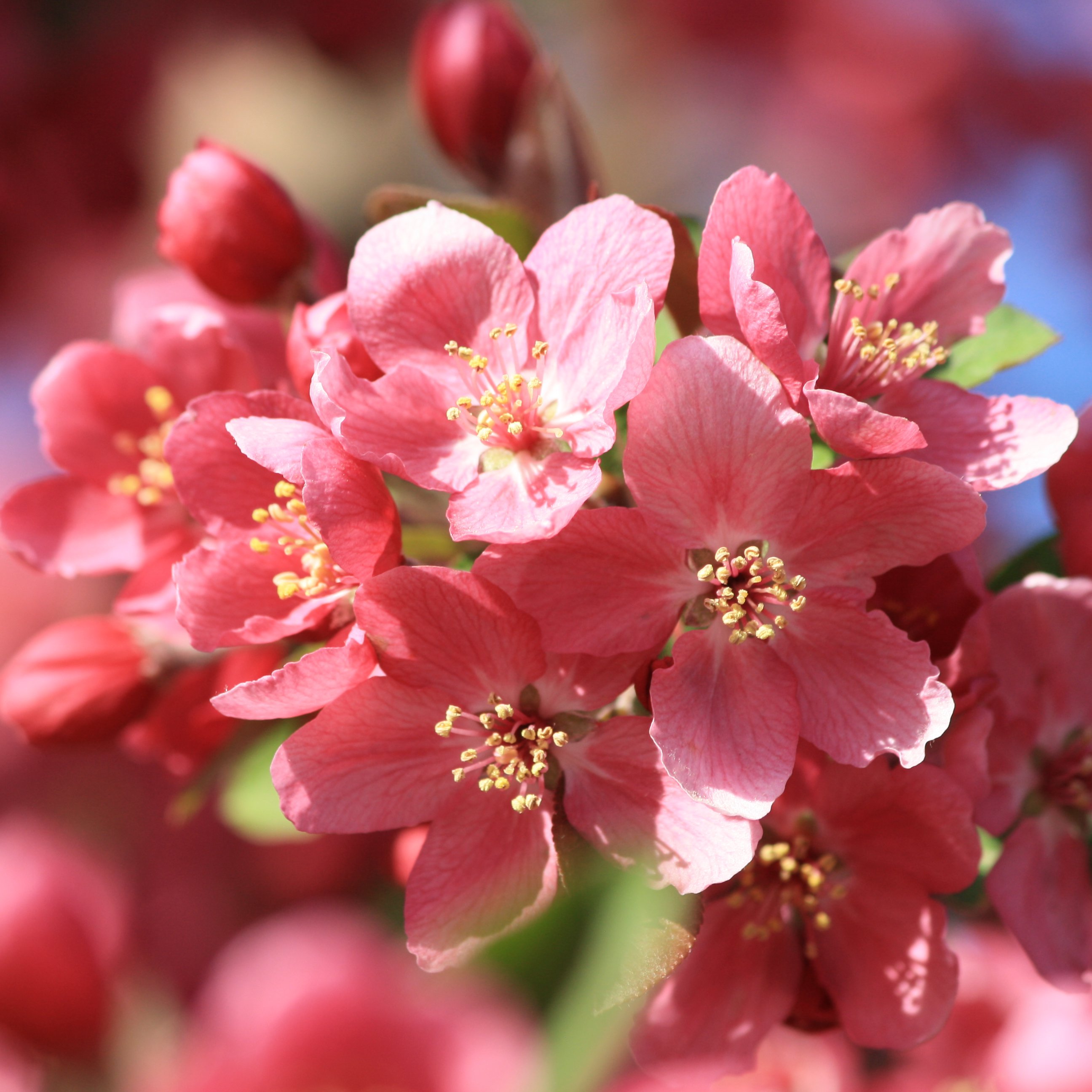 Coral Pink Blossoms Picture | Free Photograph | Photos Public Domain