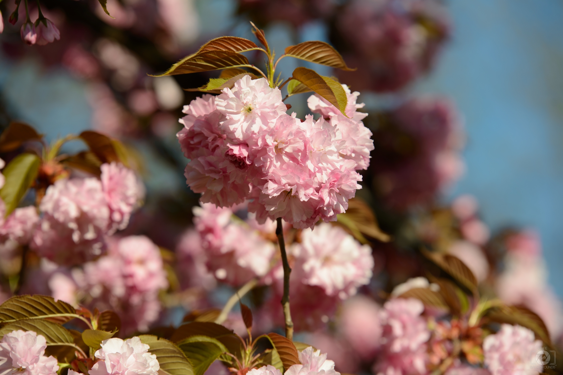 Pink Blossoms Background - High-quality Free Backgrounds