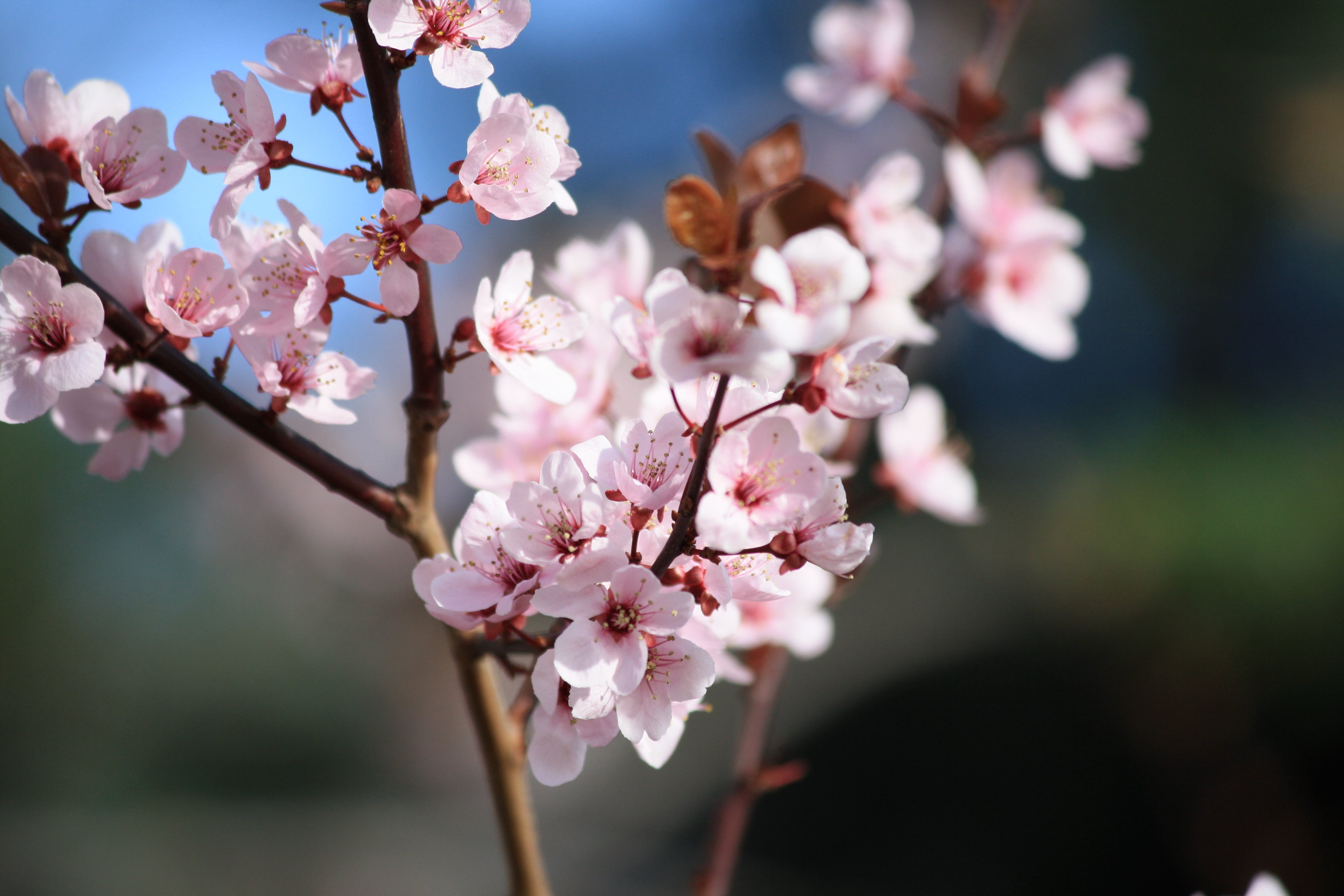 Pink Blossoms on Plum Tree Picture | Free Photograph | Photos Public ...