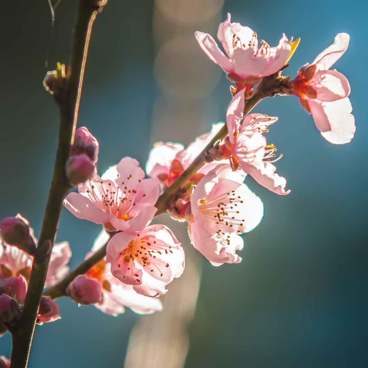 Pink Blossoms, Beautiful, Bloom, Blossom, Floral, HQ Photo