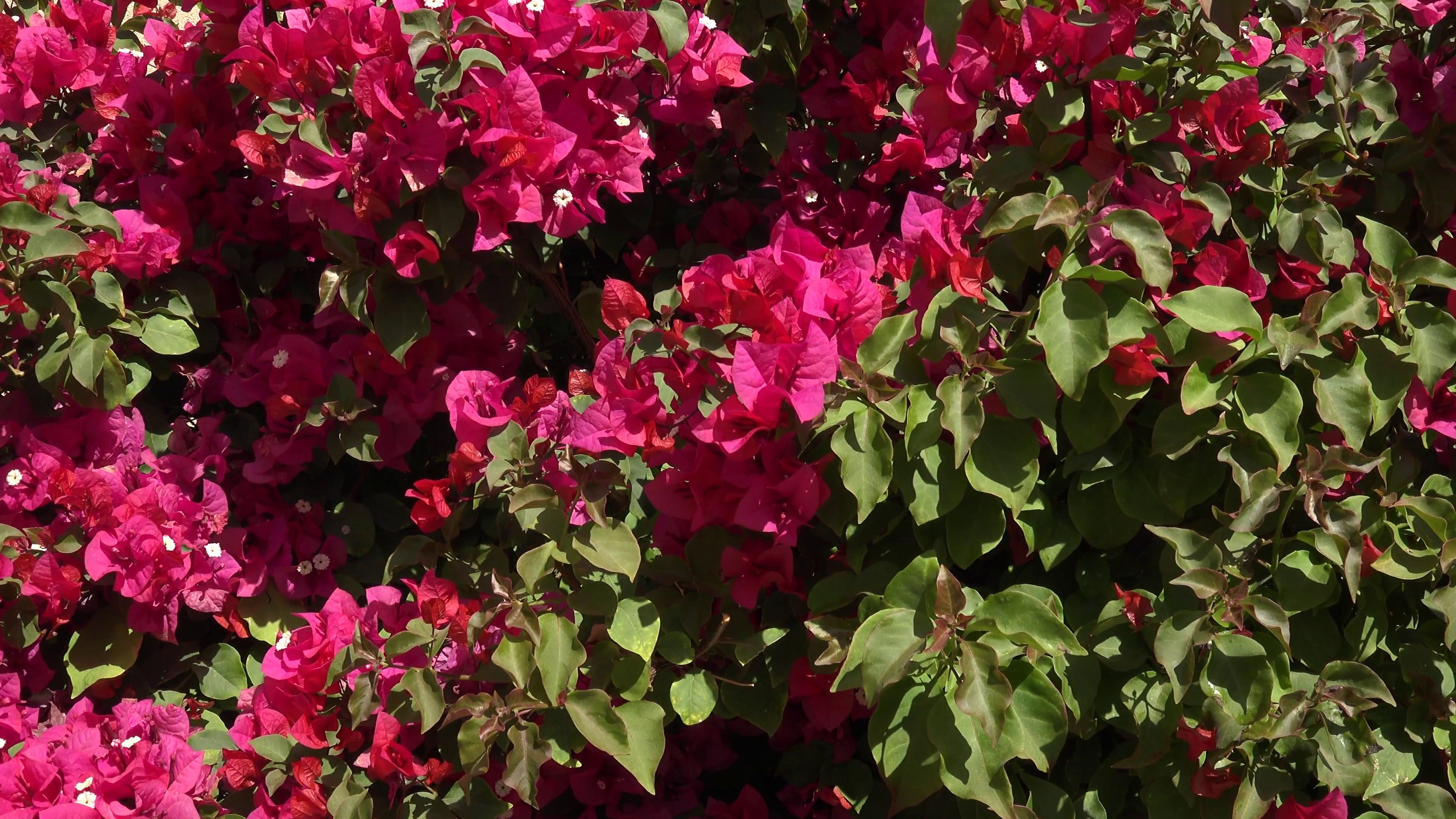 Bright red Bougainvillea plant with flowers Stock Video Footage ...
