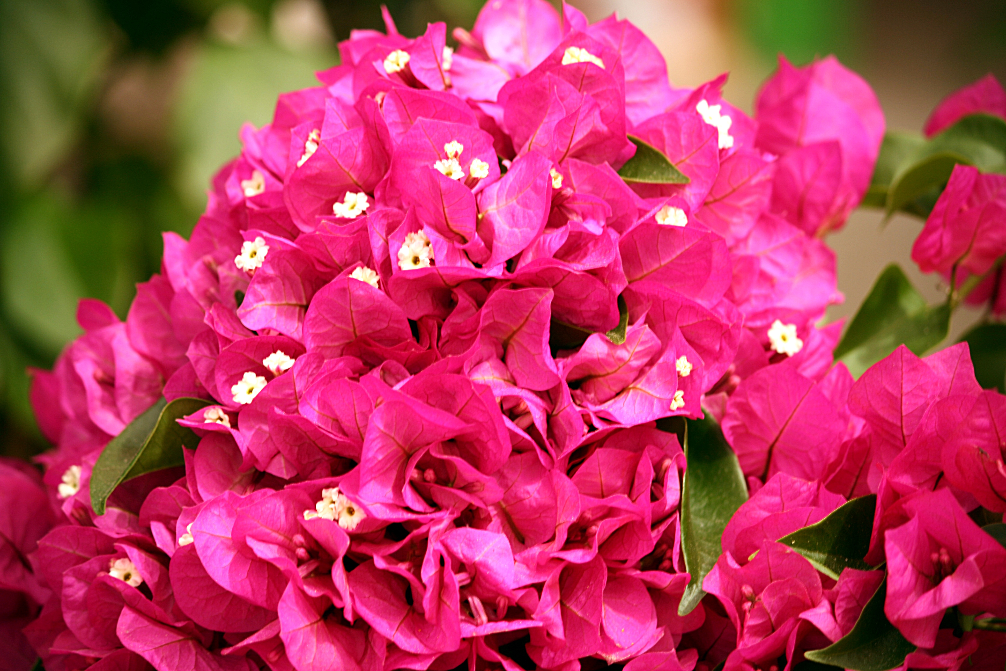 File:Bougainvillea flowers 4102.JPG - Wikimedia Commons