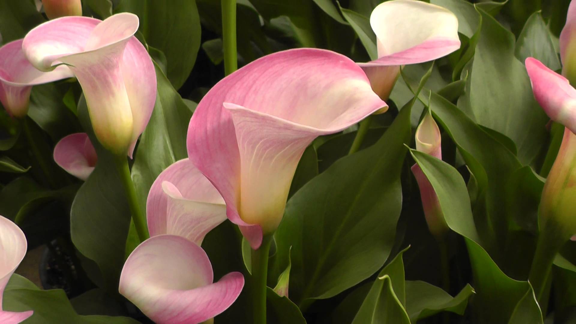 Pink callow lilies photo