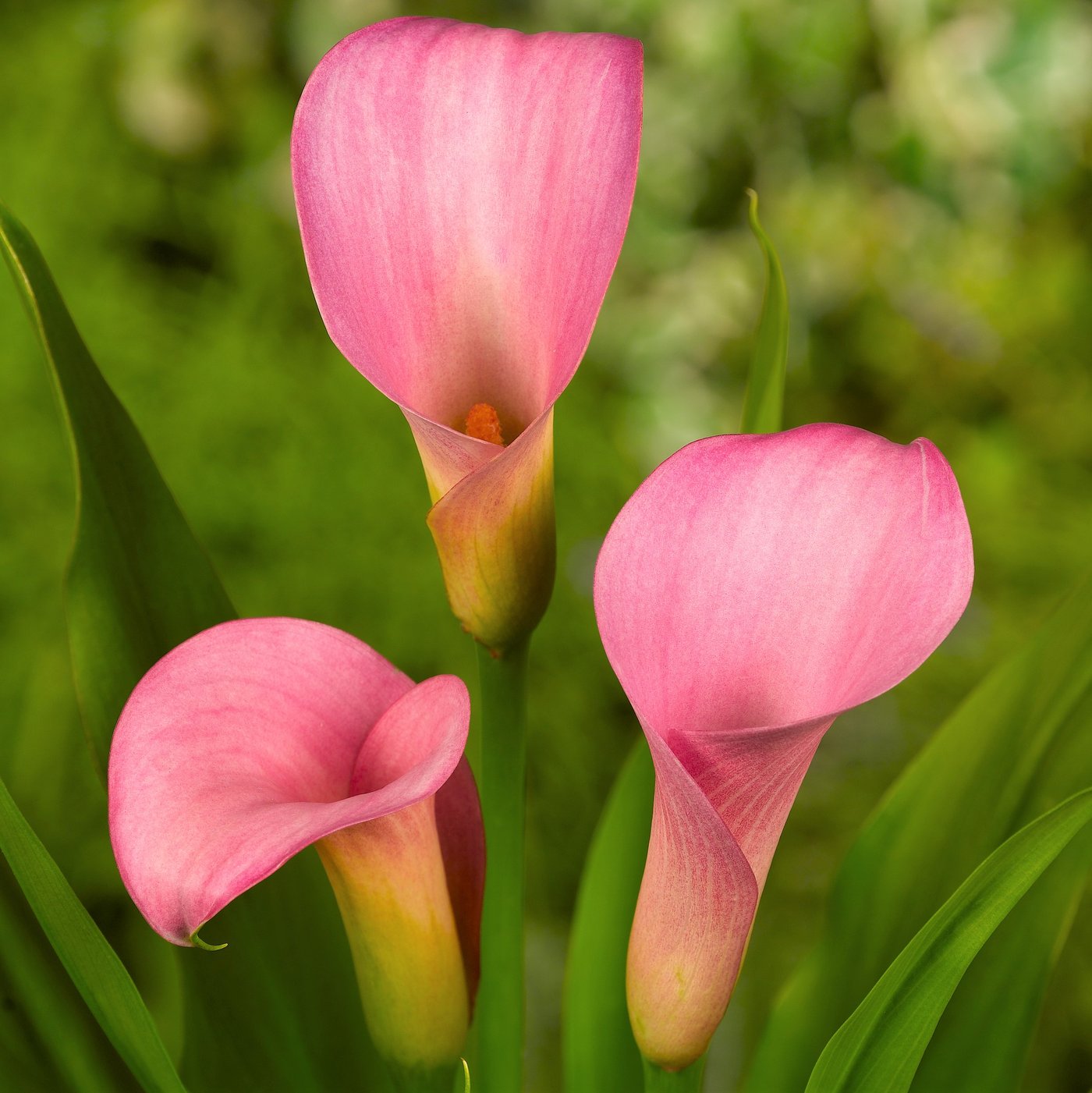 Calla Lily Bulbs For Sale Online – Easy To Grow Bulbs