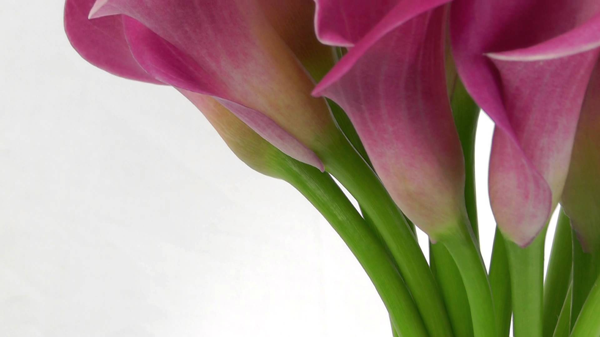 Hot Pink Mini Calla Lilies - YouTube