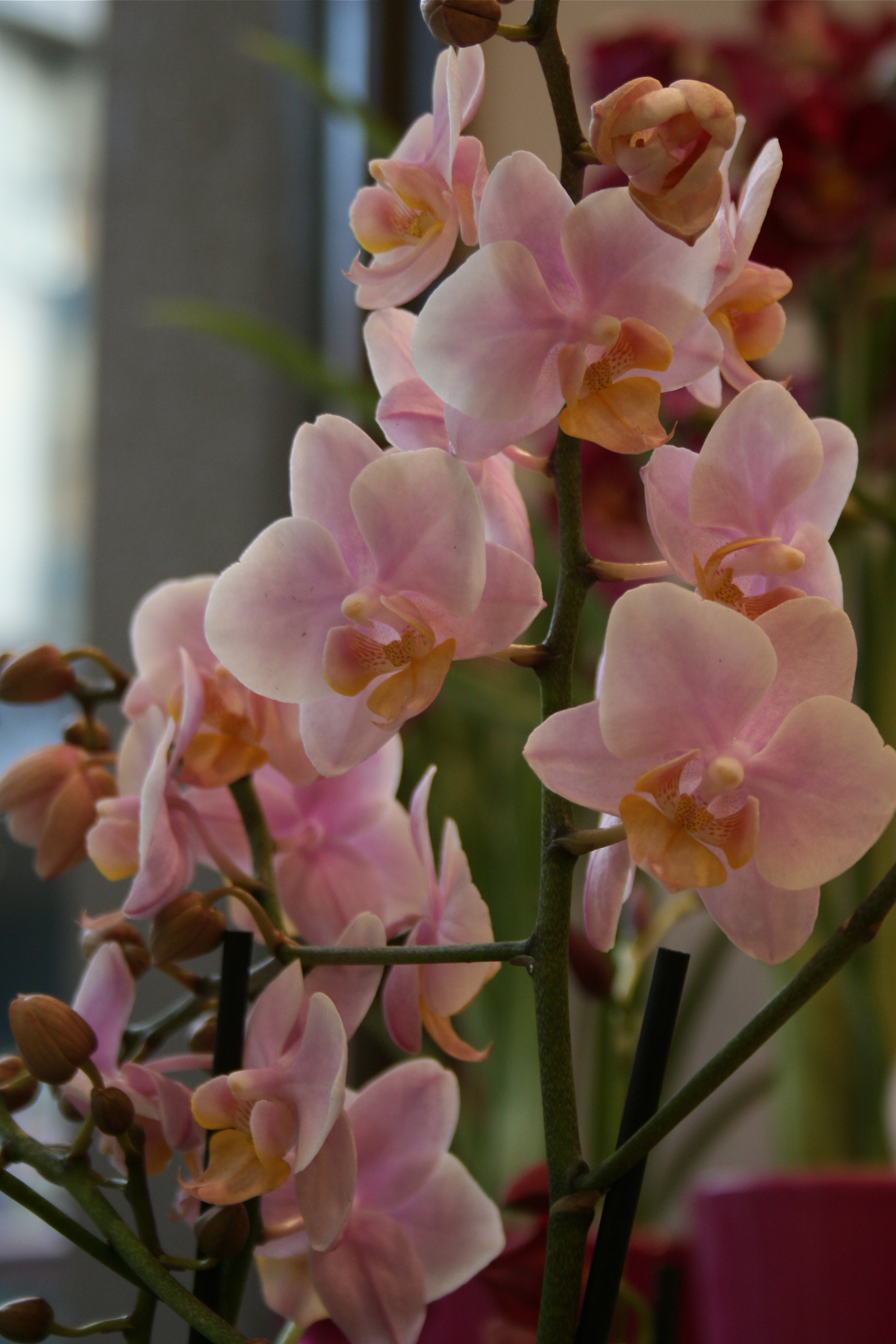 Orchid plants, a perfect house plant. – Lamberdebie's Blog