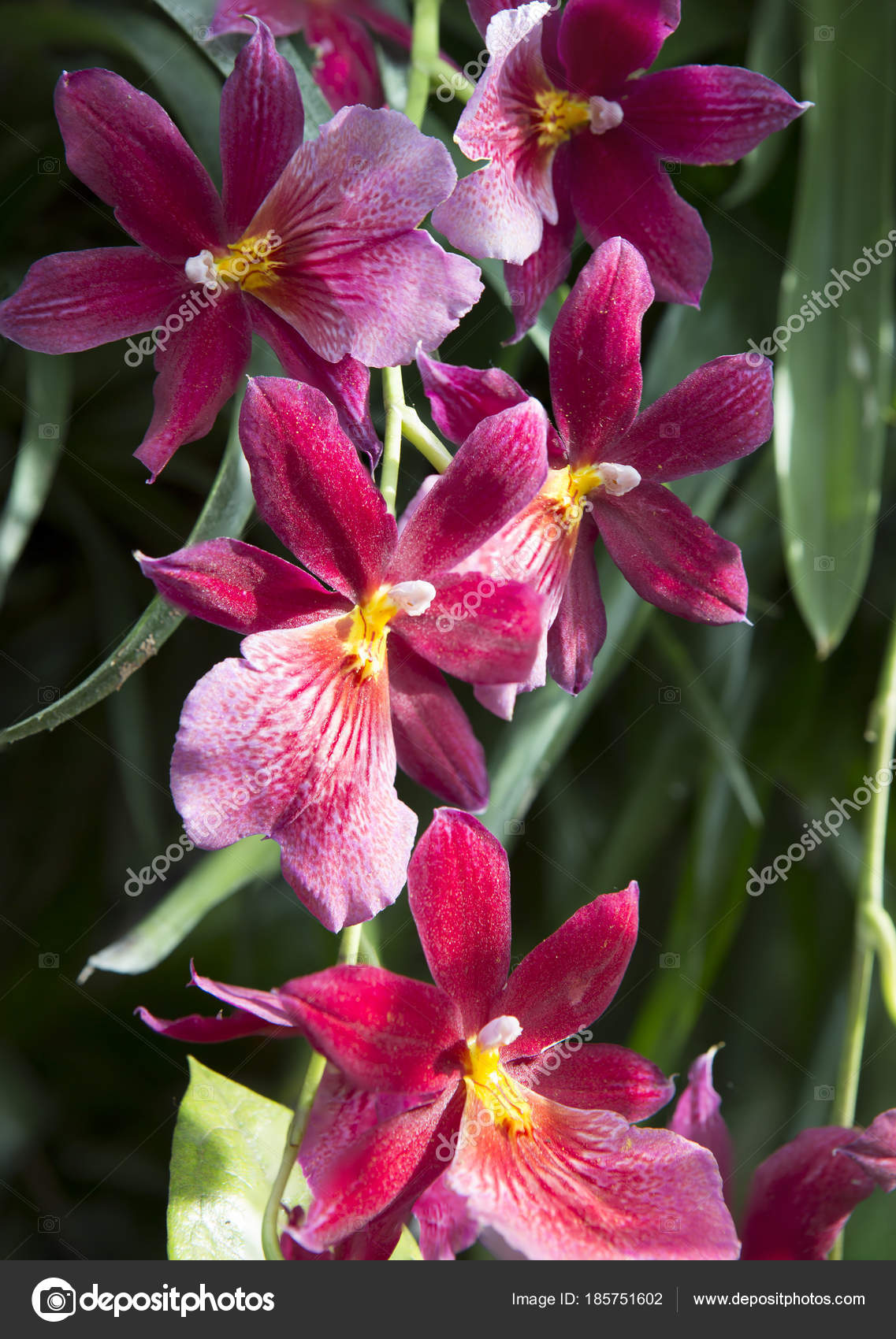 Red Cambria Orchid Orchids Cumbria Has Spectacular Star Shaped ...