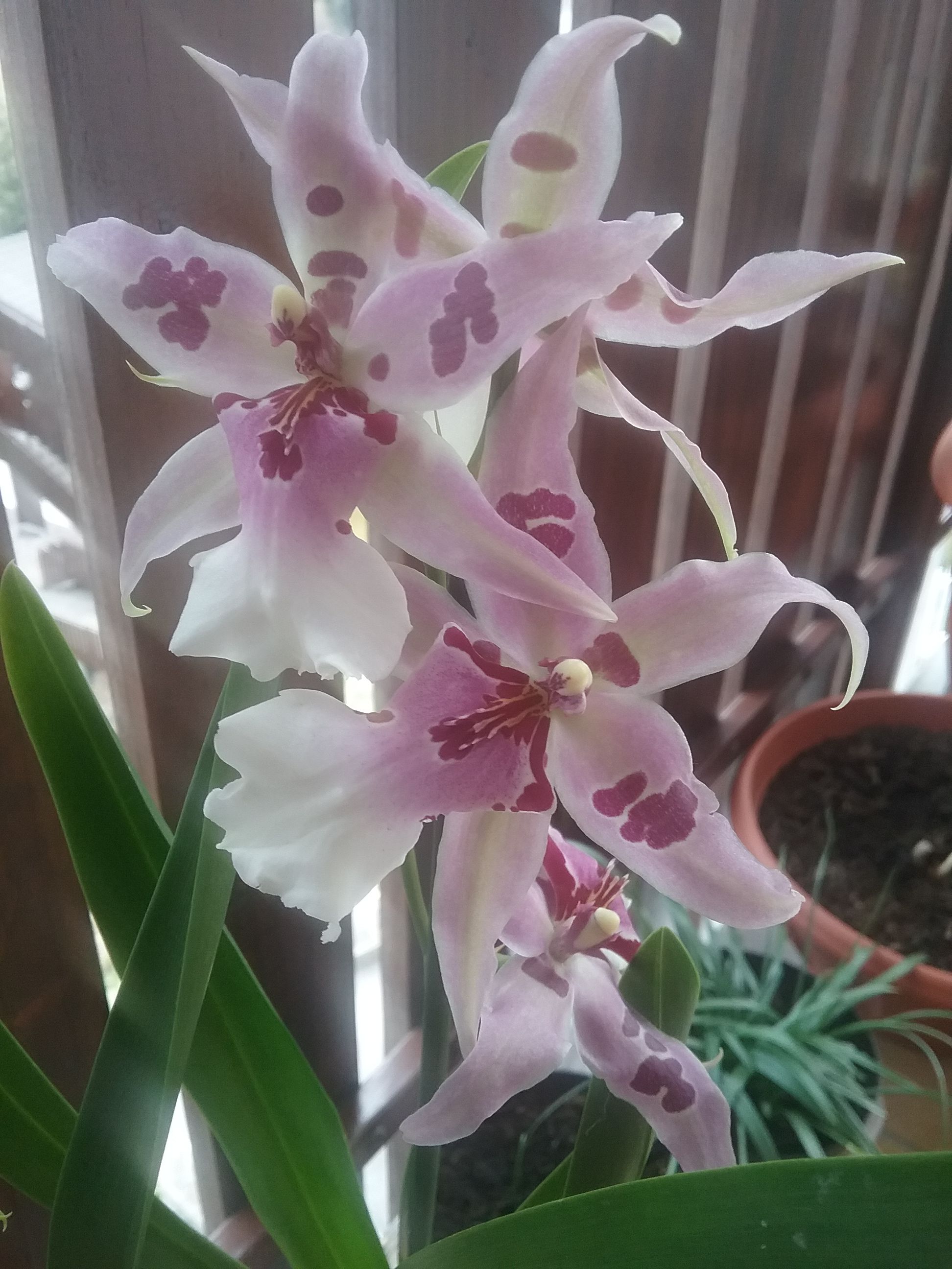 Orchid Odontoglossum Cambria | orchids | Pinterest | Orchid, Flowers ...