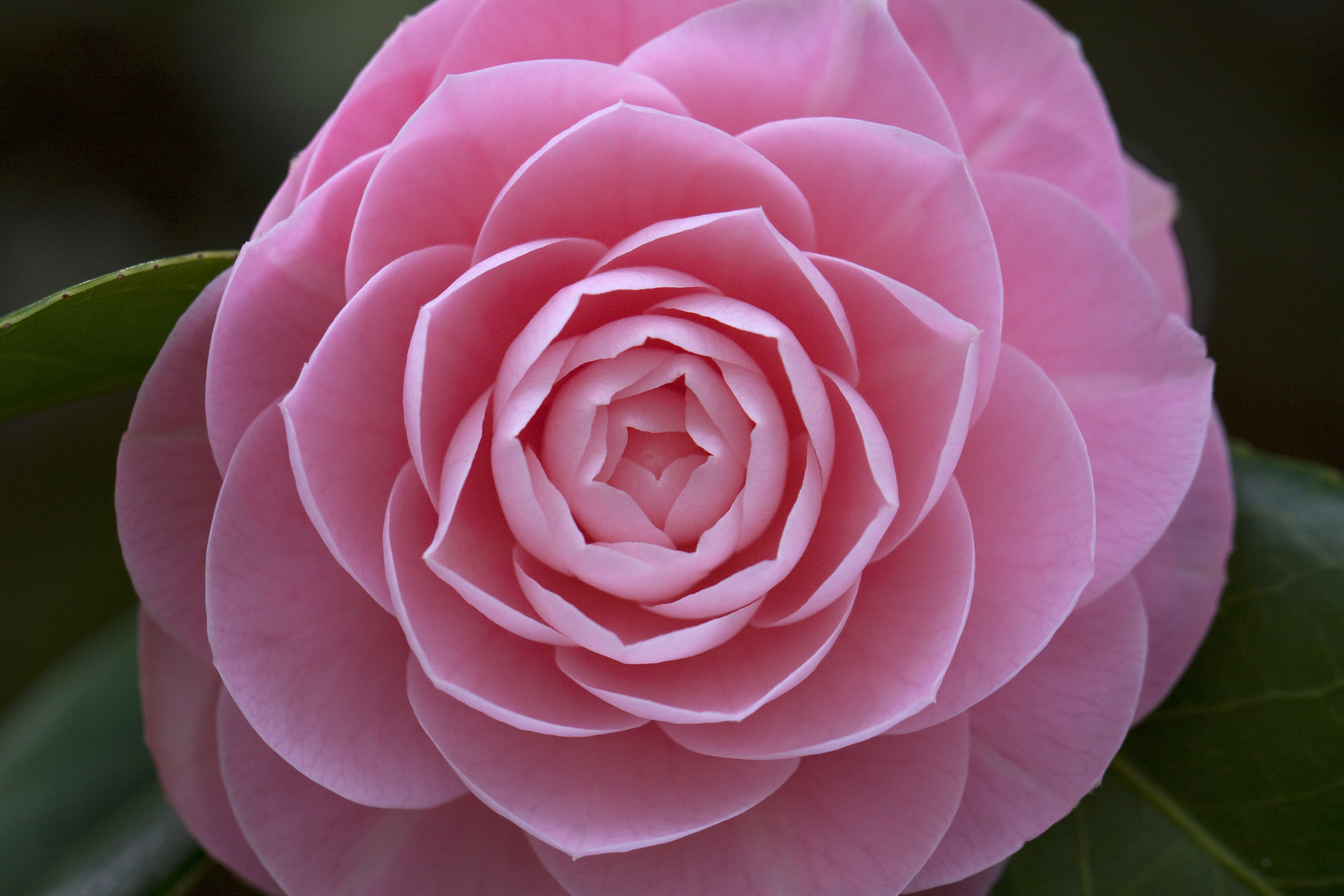 Pink camellia photo