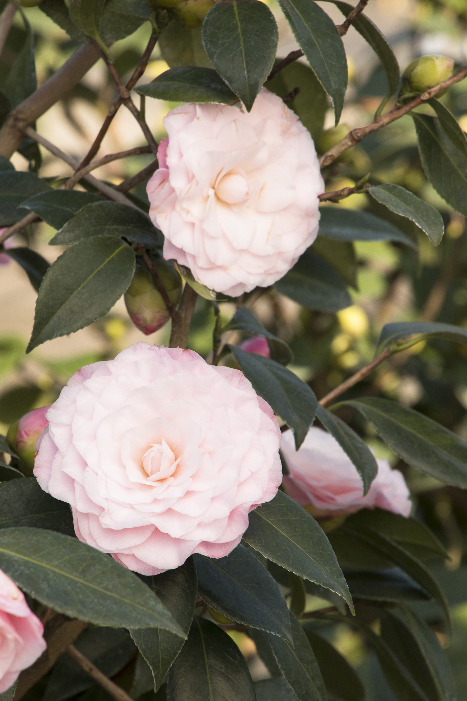 Nuccio's Pearl Camellia - Monrovia - Nuccio's Pearl Camellia