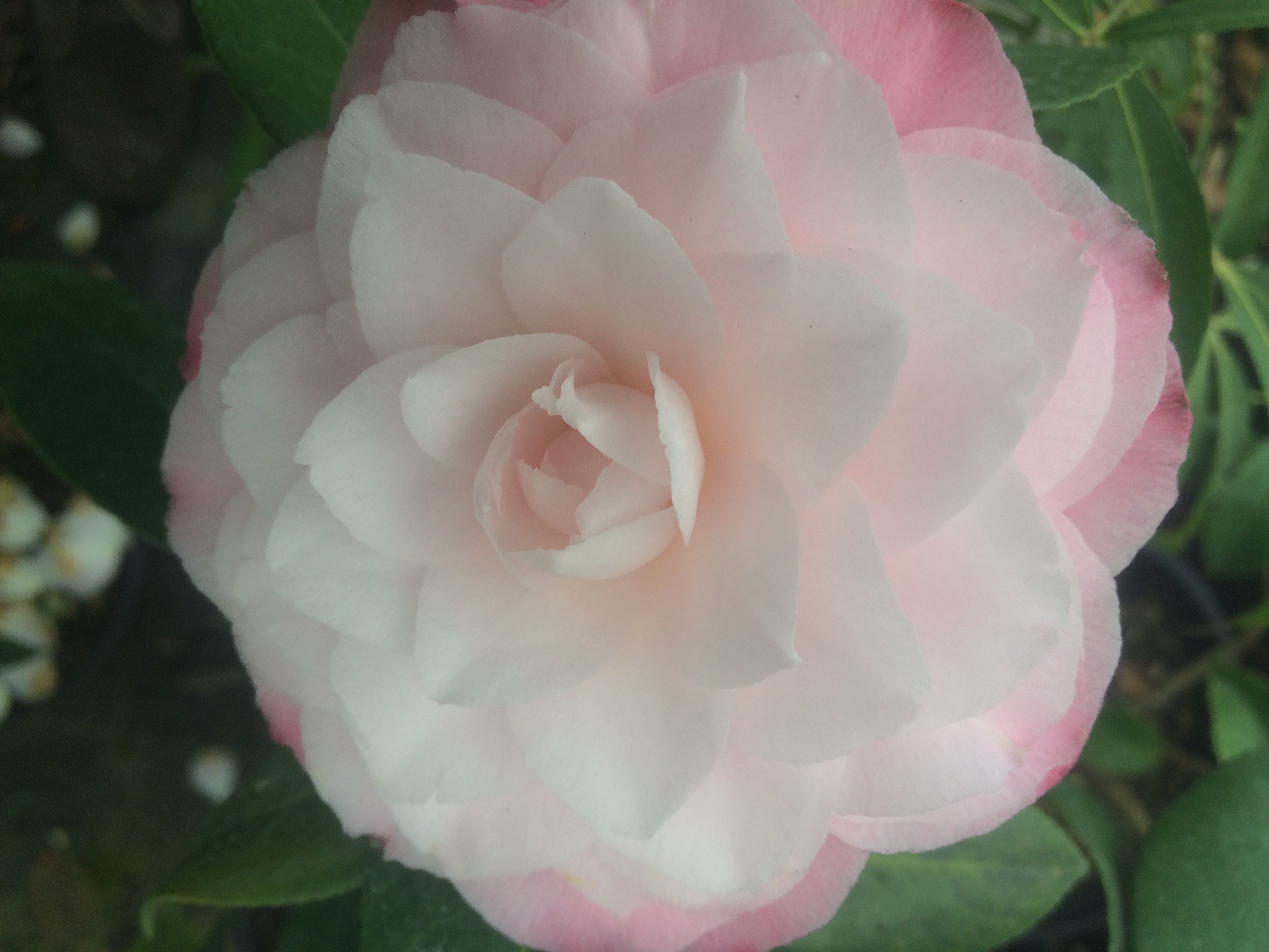 Camellia japonica 'Nuccio's Pearl' - Xera Plants