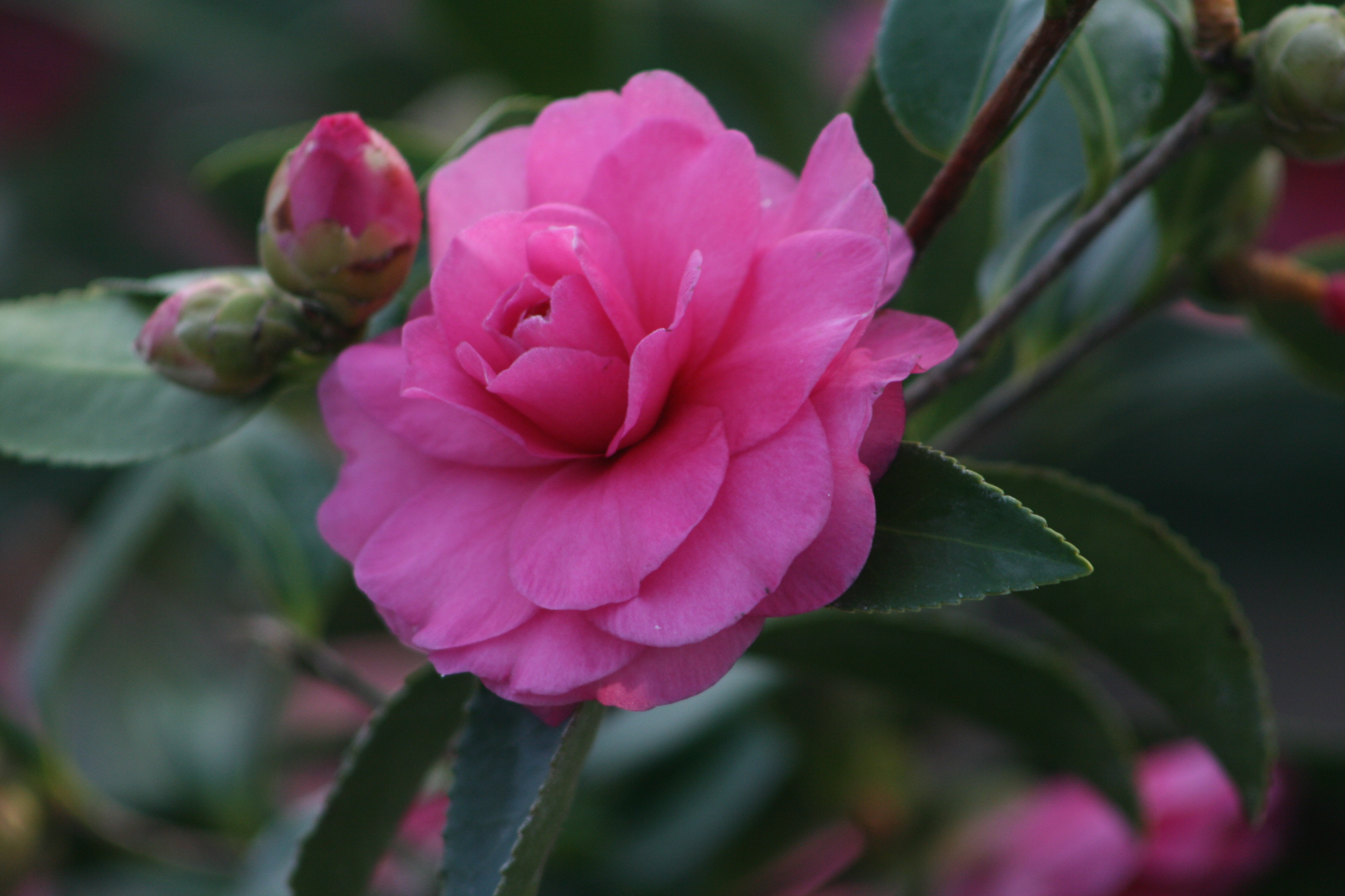 Pink camellia photo