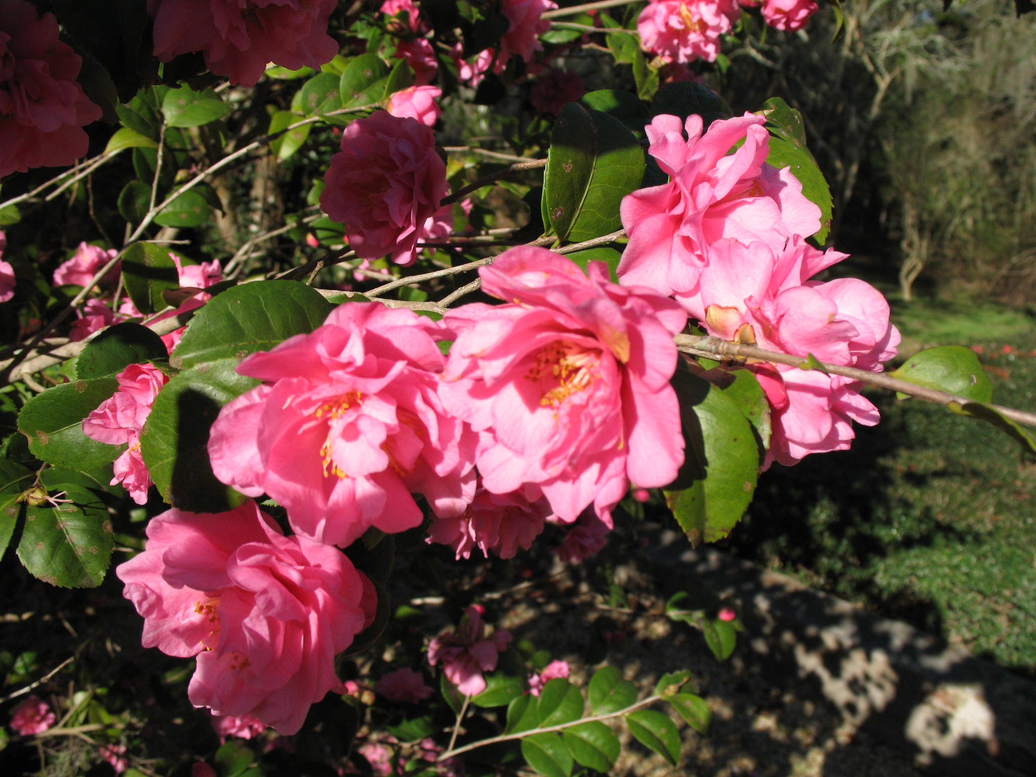Online Plant Guide - Camellia japonica 'Fragrant Pink' / Fragrant ...