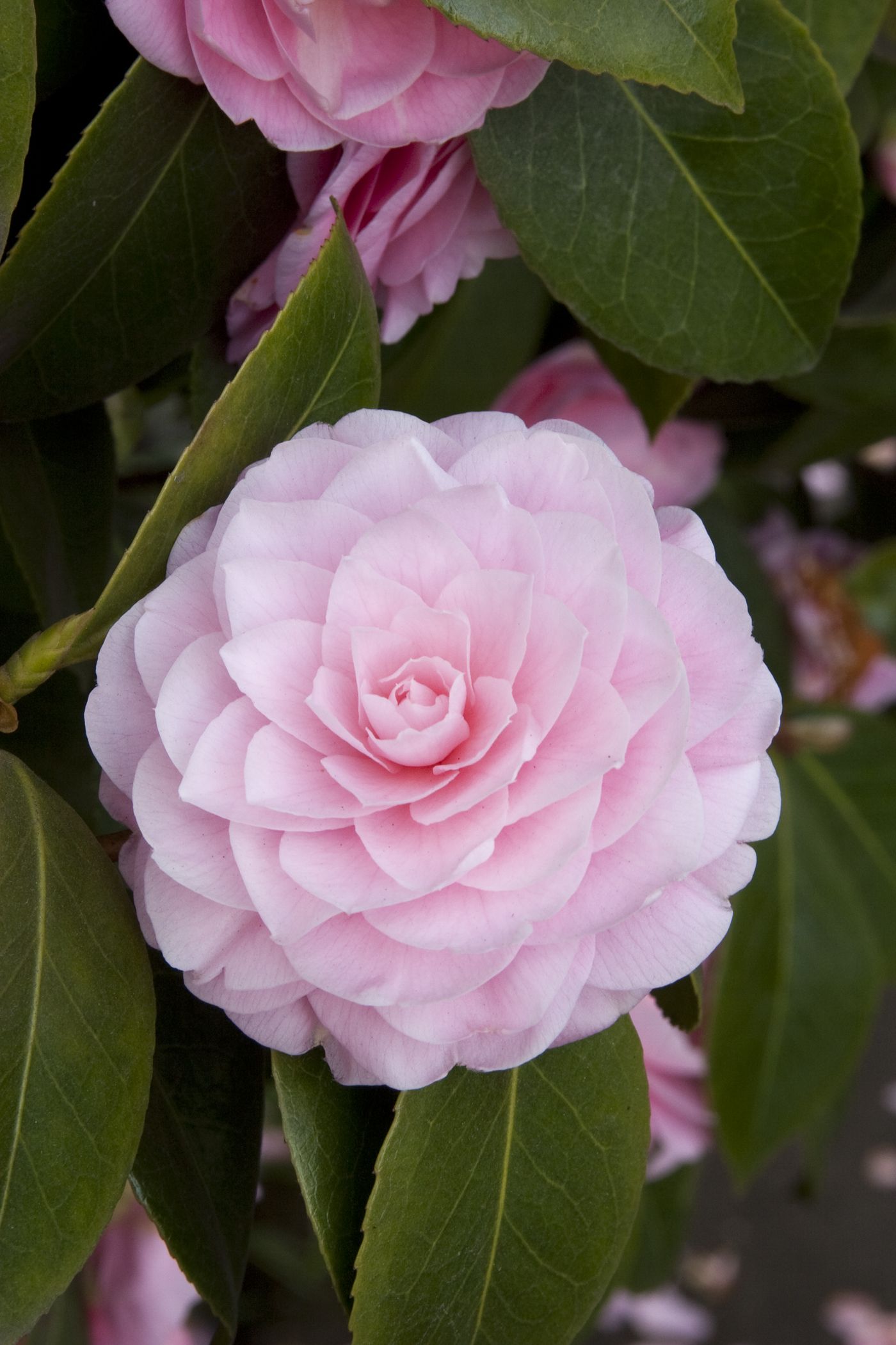 Pearl Maxwell Camellia's spectacular, soft, shell pink, formal ...