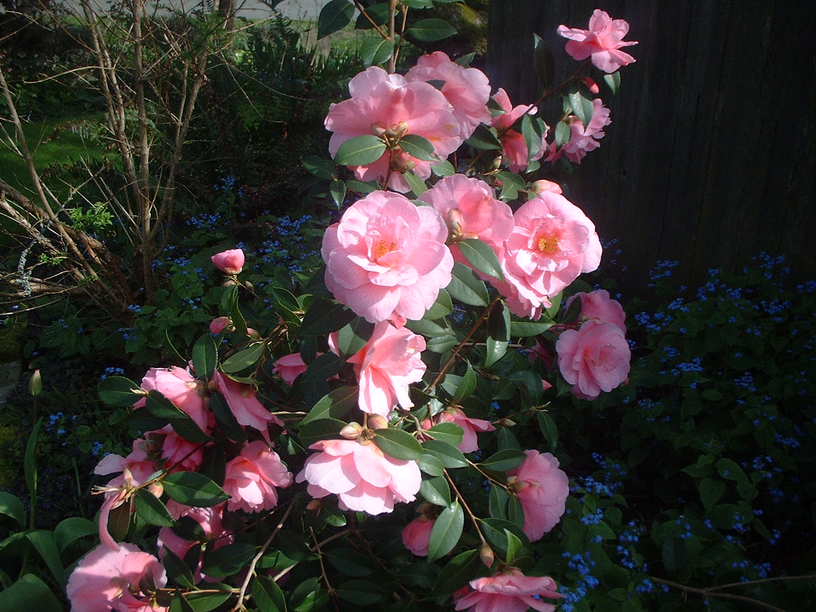Pink Camellia | Life in the secret garden