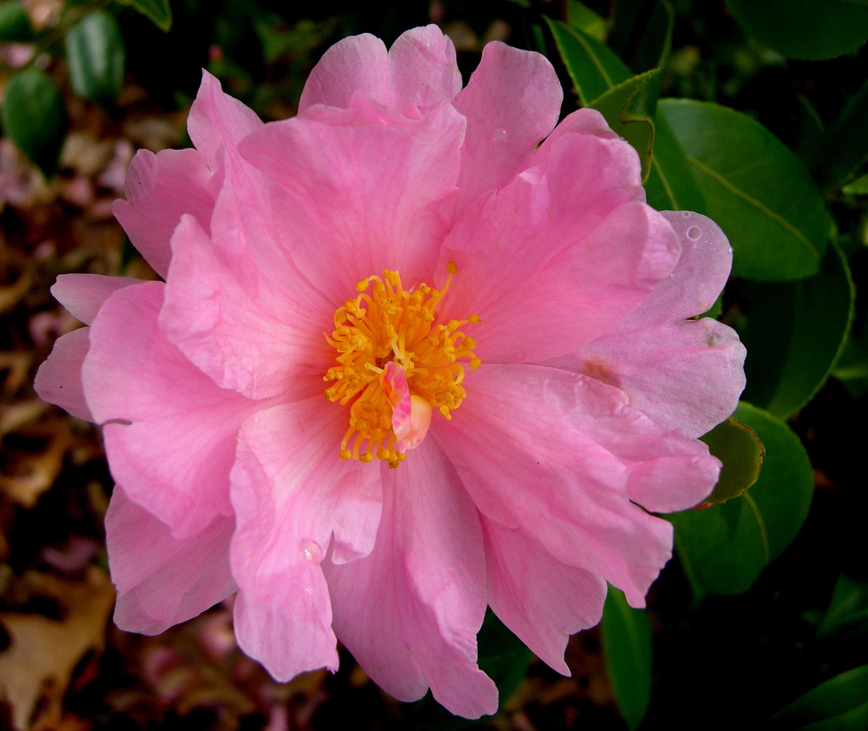 Camellia sasanqua 'Long Island Pink' | CAROLYN'S SHADE GARDENS