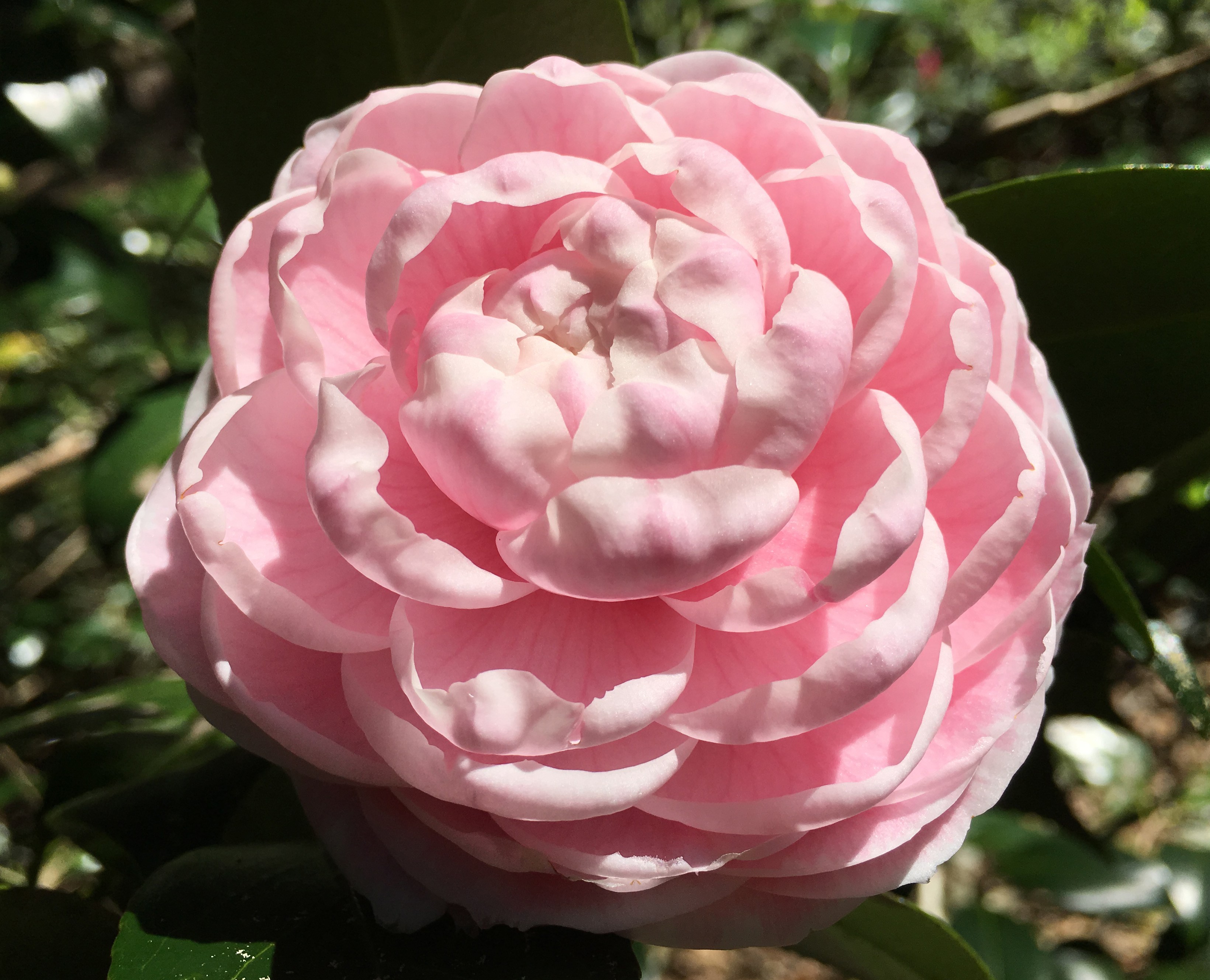 The Difference Between 'Pink Perfection' and 'Otome' – Genes Nursery