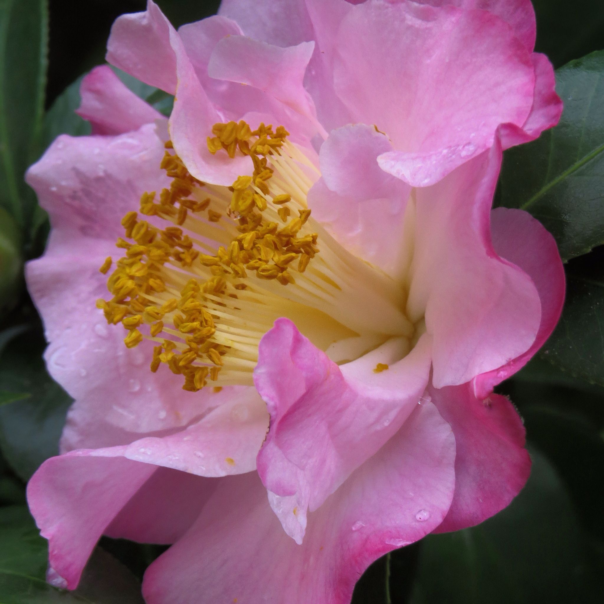 Pink #camellia sasanqua #flower | flowers/nature | Pinterest ...