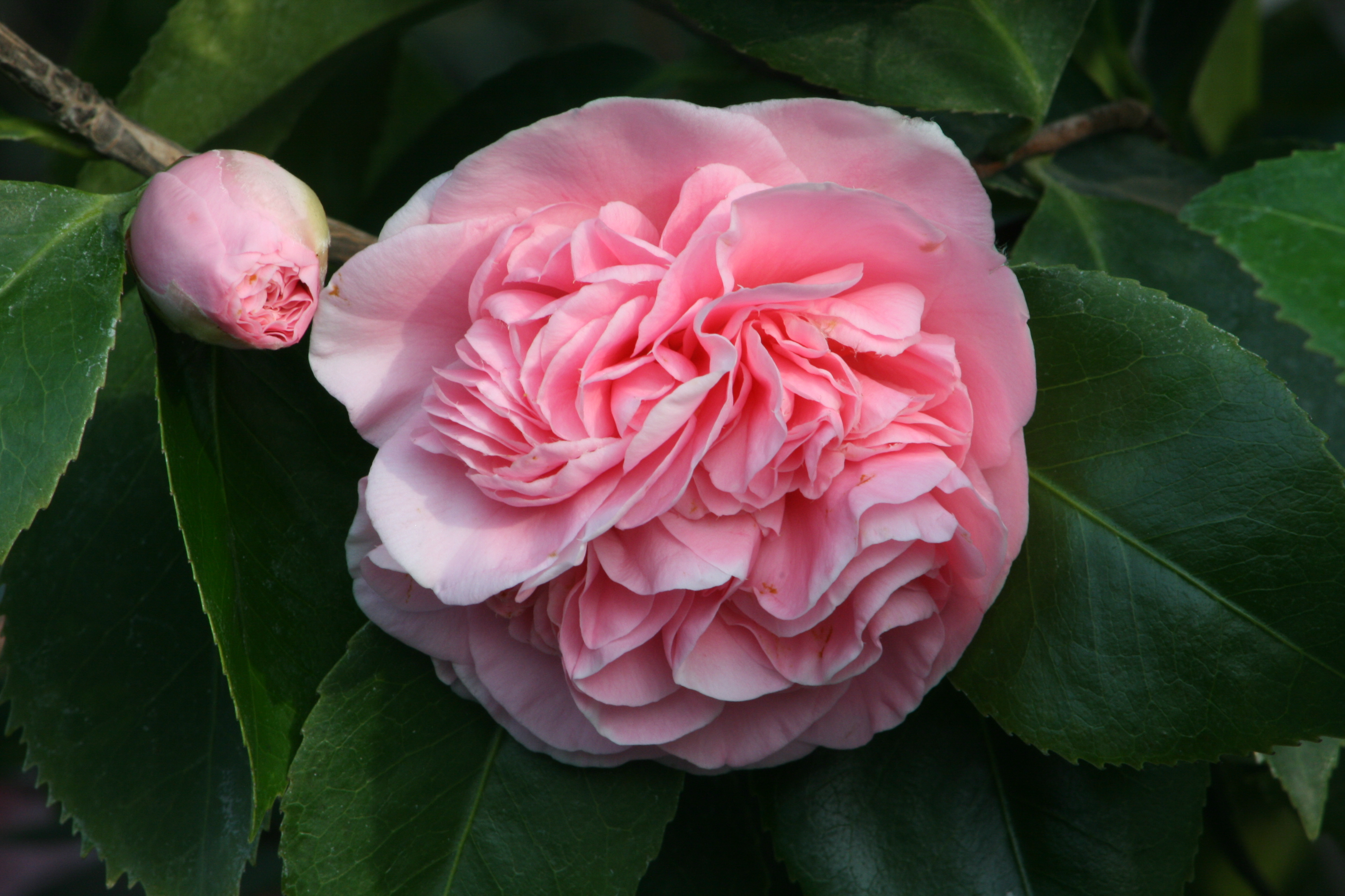 Debutante Camellia - Monrovia - Debutante Camellia