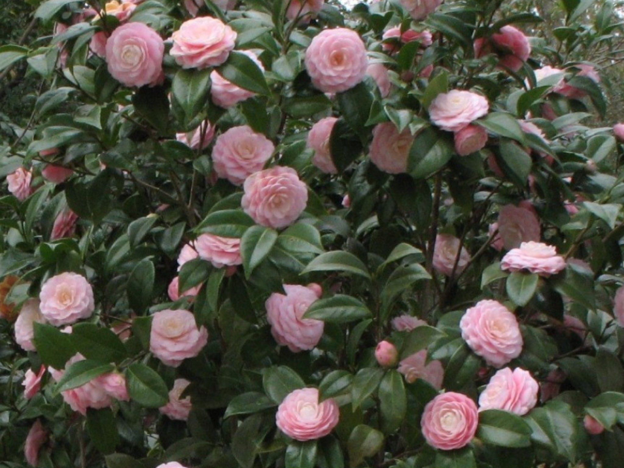 Camellia japonica 'Pink Perfection' Great as shade plant for side of ...
