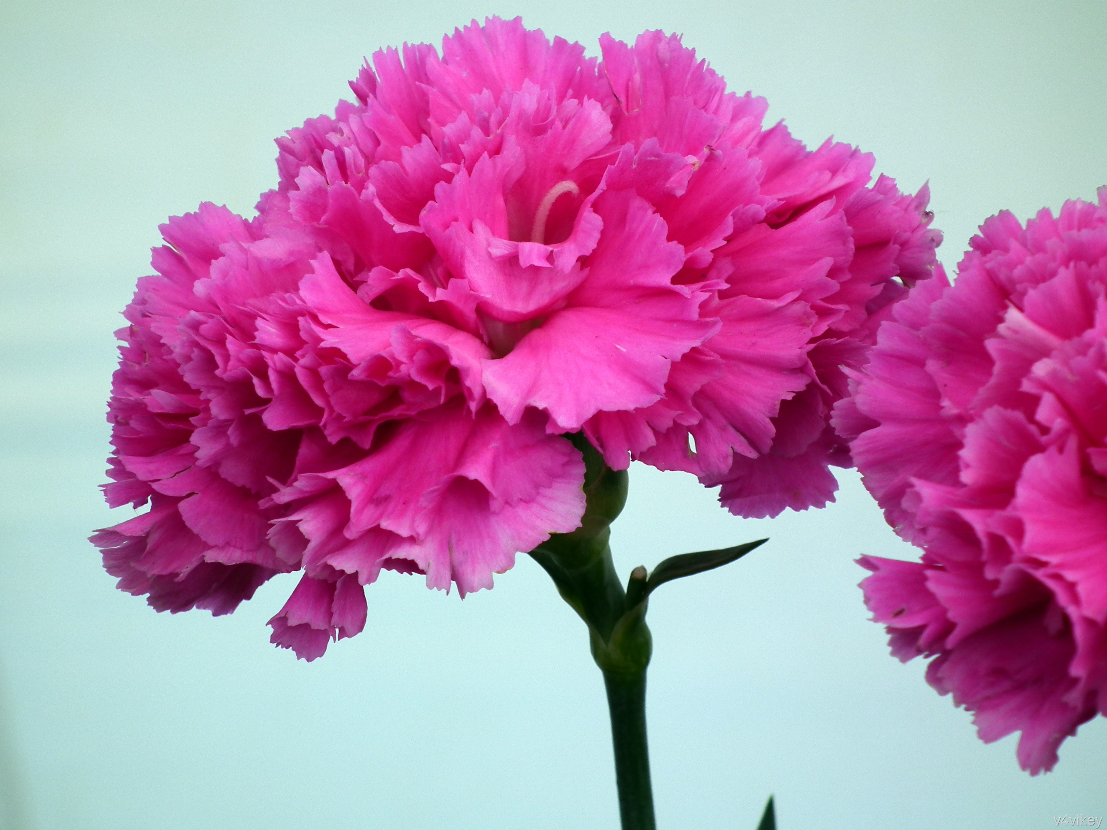Hot Pink Carnation Flower « Wallpaper Tadka