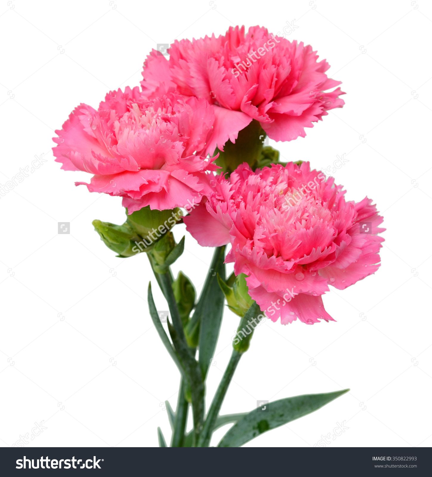 Pink Carnation Background | Beautiful bouquet of pink carnation ...