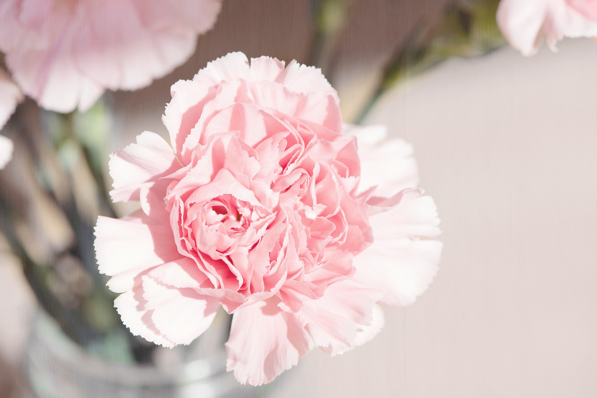 January flower- the Carnation - Teresa Sabankaya
