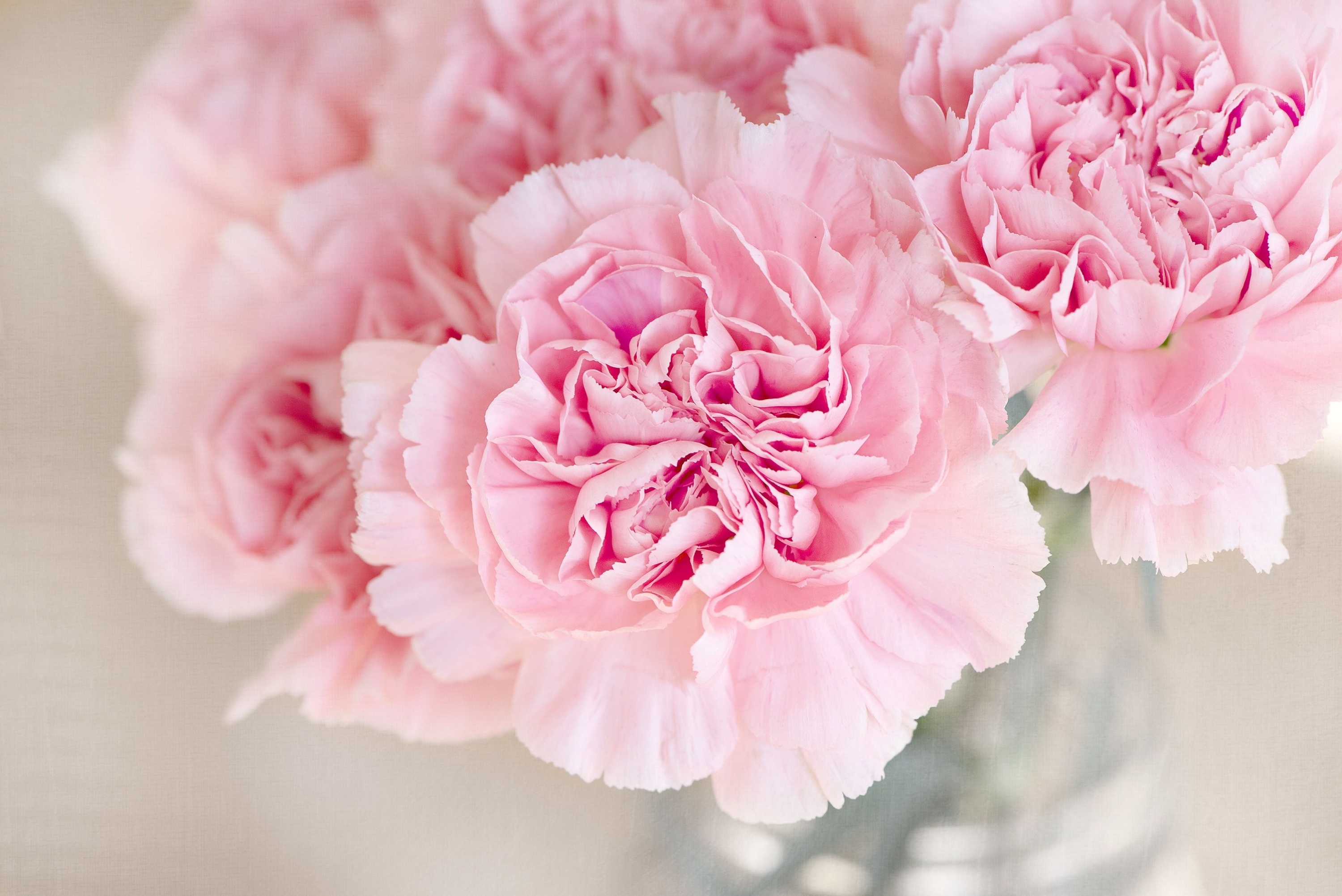 Pink Carnations - Websites with a Heart