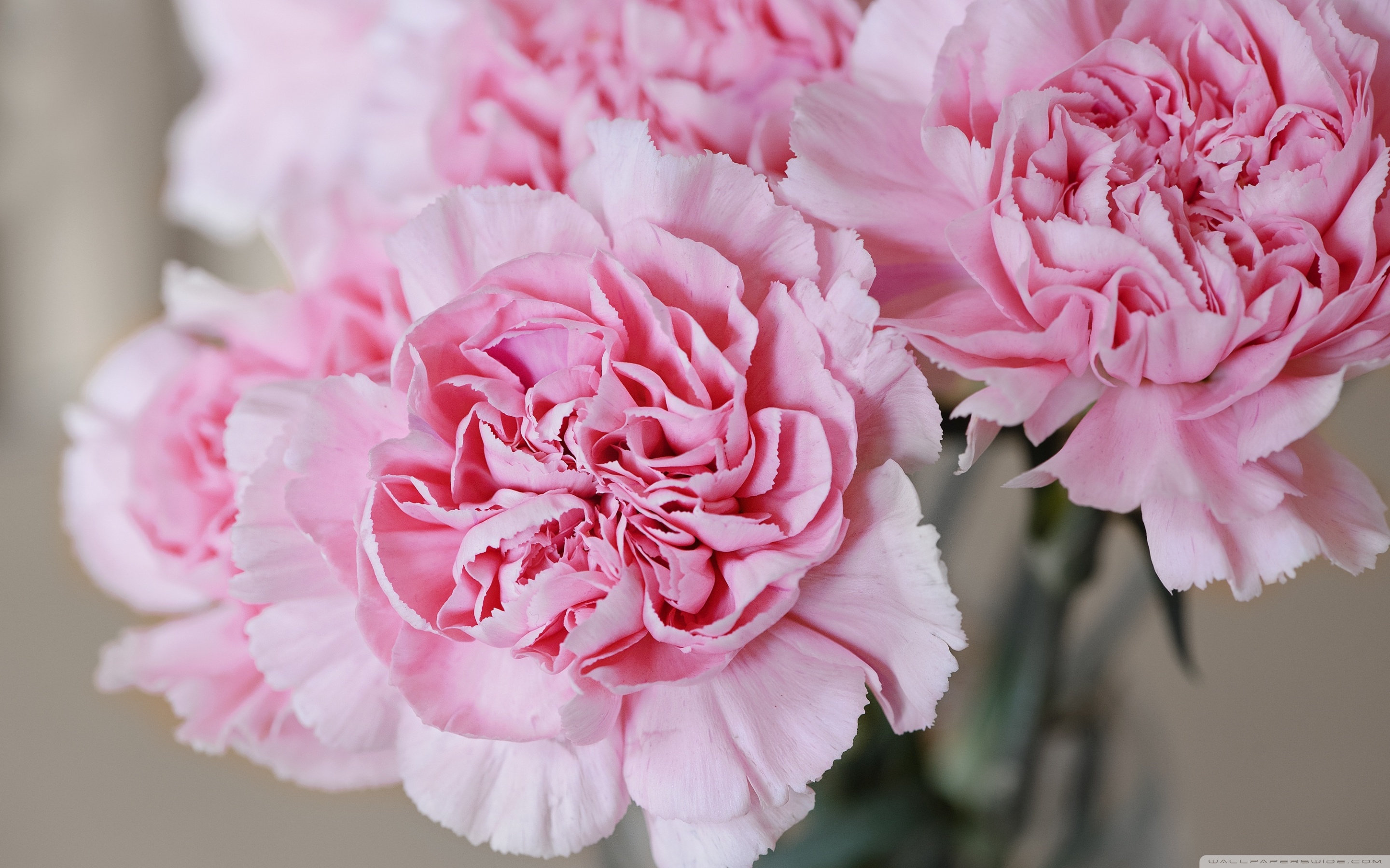 Light Pink Carnations Flowers ❤ 4K HD Desktop Wallpaper for 4K ...
