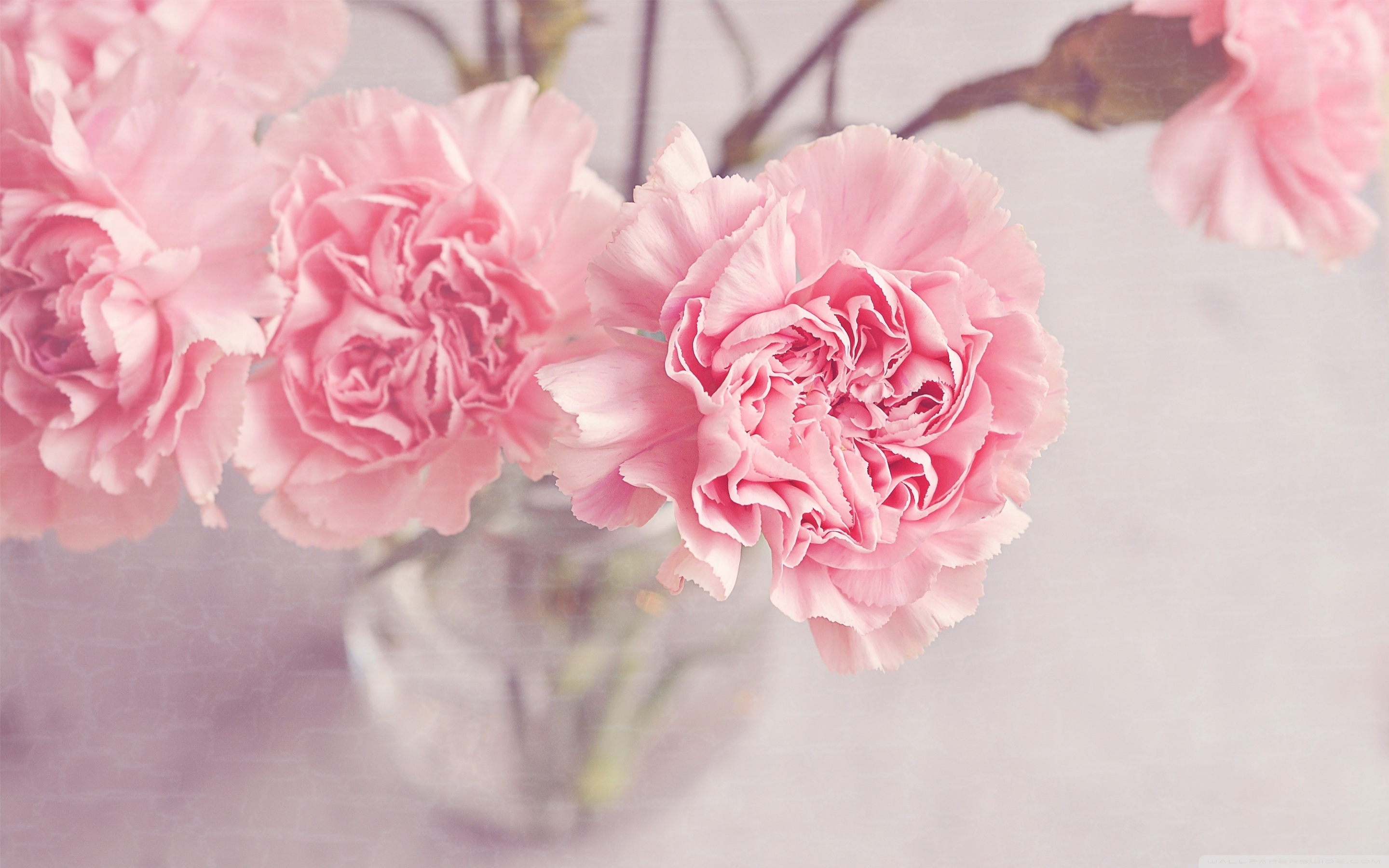 Light Pink Carnations Flowers in a Vase ❤ 4K HD Desktop Wallpaper ...