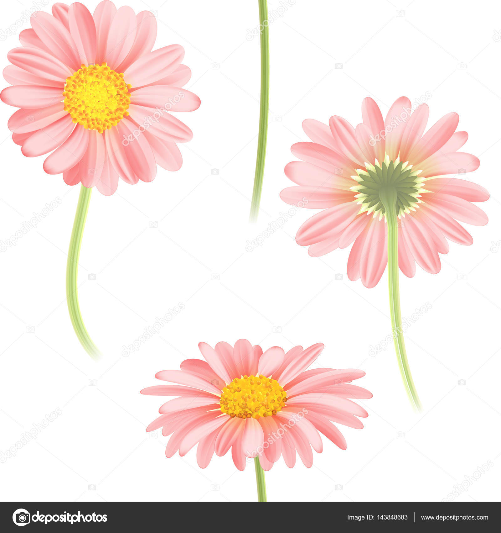 Vector pink chamomile flower seamless pattern. Realistic vector ...