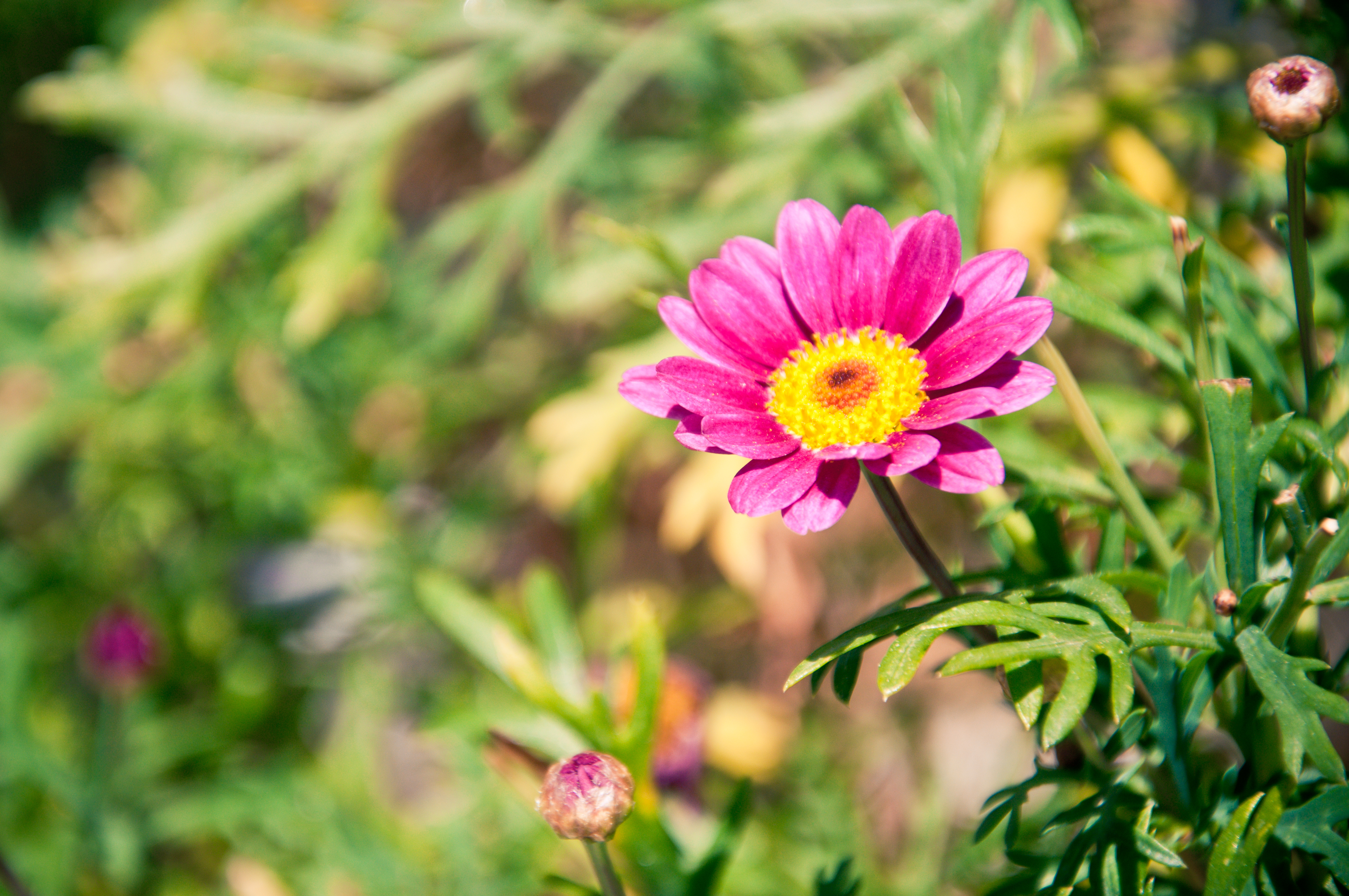Pink Chamomile, Nature, Flowery, Freshness, Garden, HQ Photo
