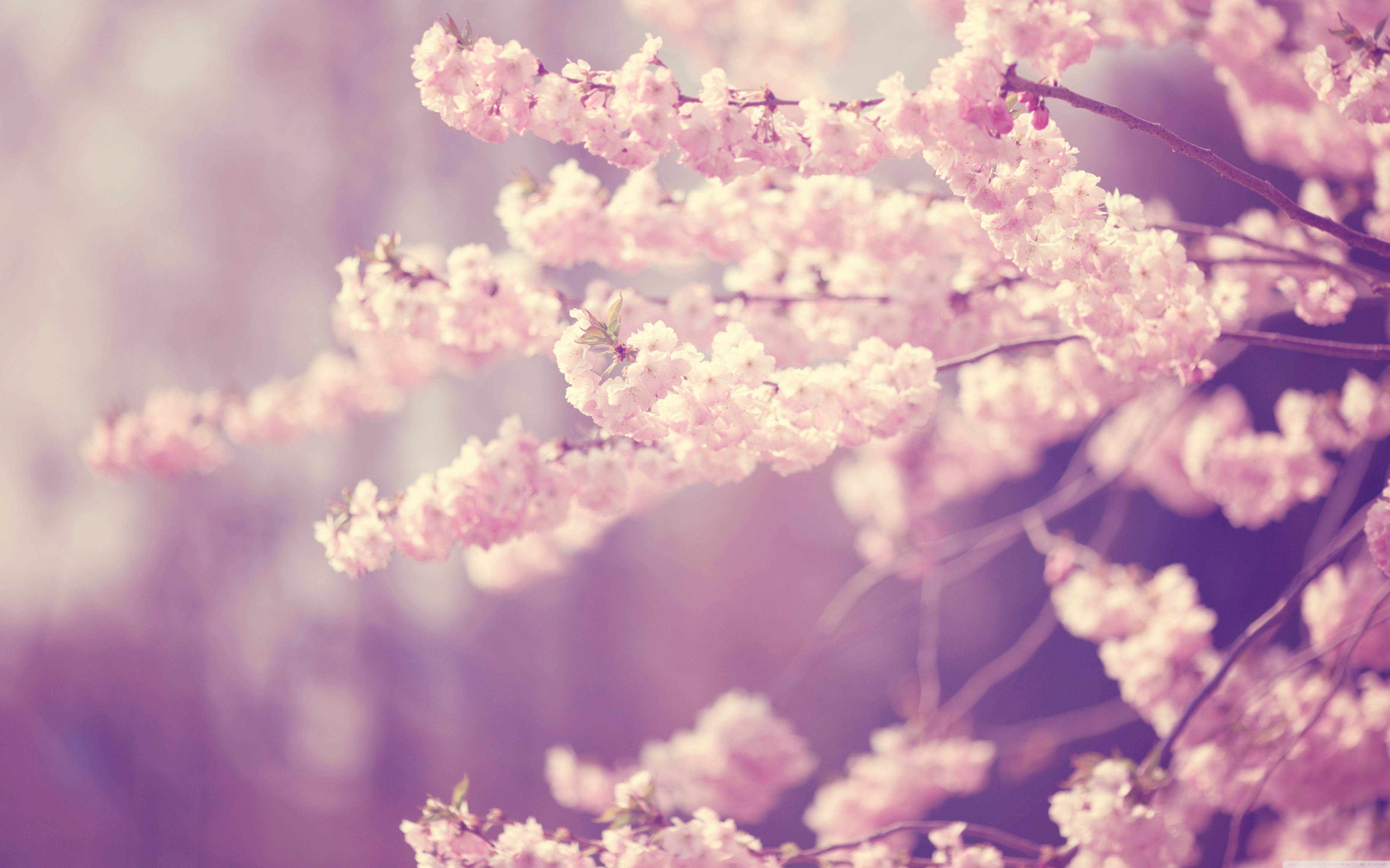 Pink Cherry Blossom ❤ 4K HD Desktop Wallpaper for 4K Ultra HD TV ...