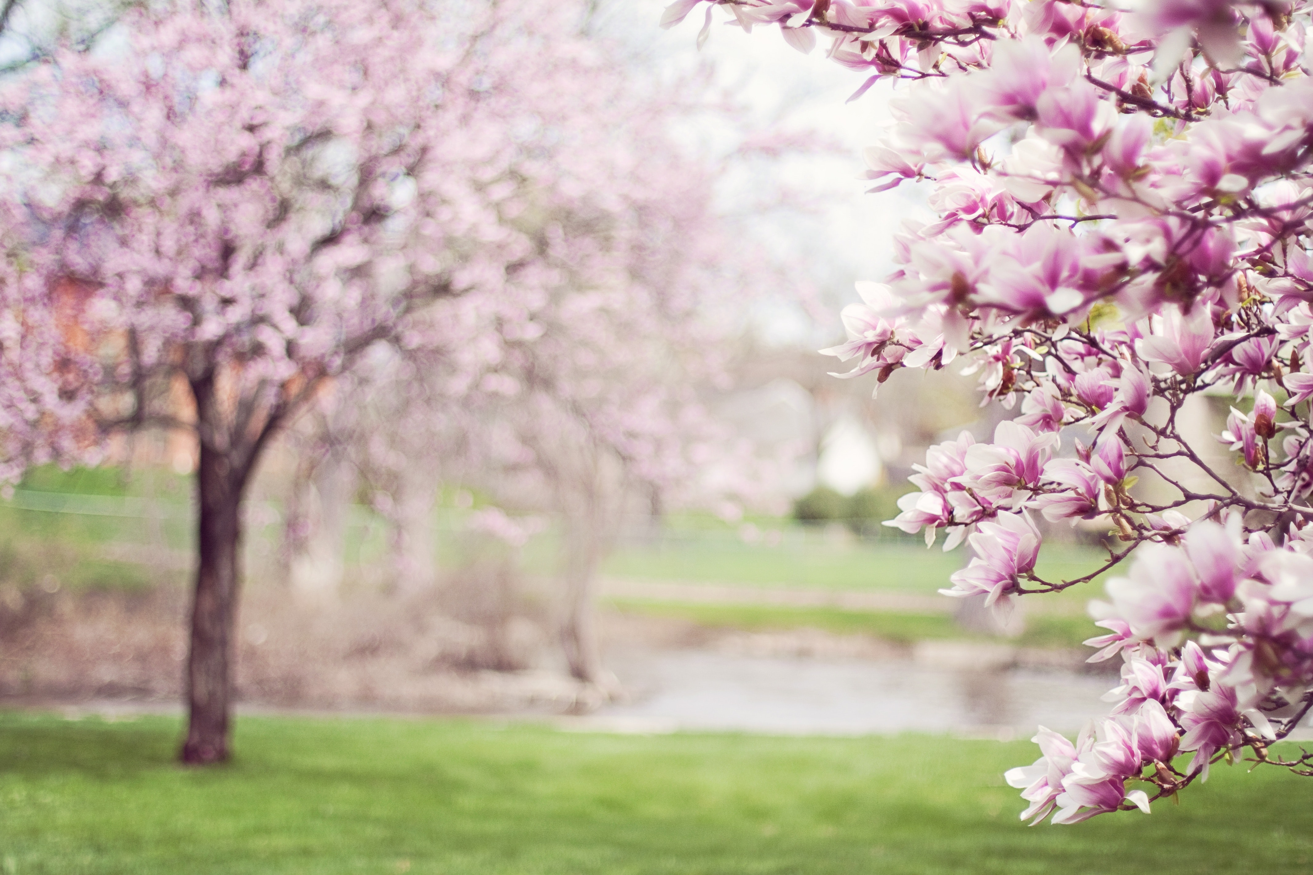 Pink cherry blossom tree photo