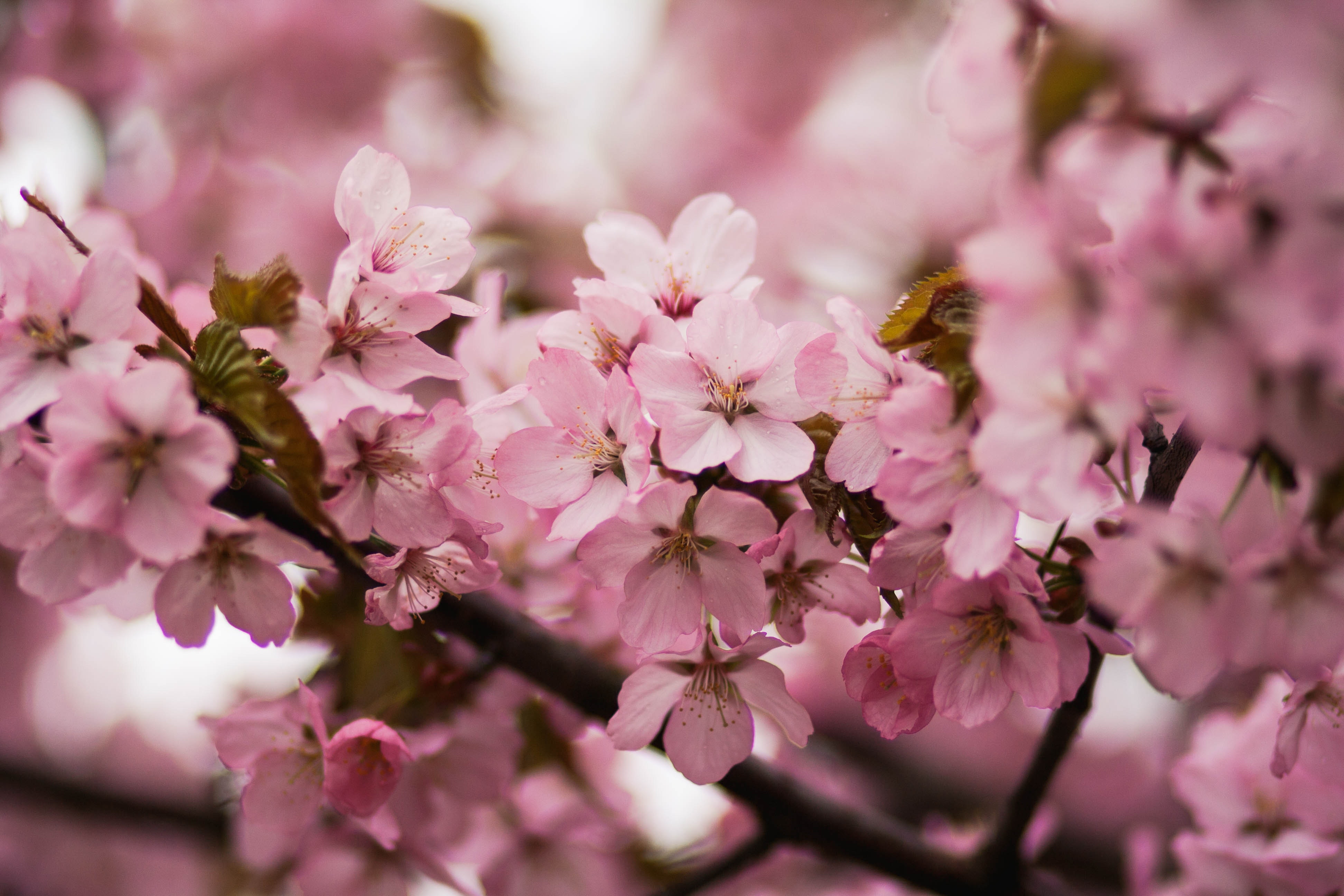 Free photo: Pink Cherry Blossoms - Bloom, Growth, Season - Free