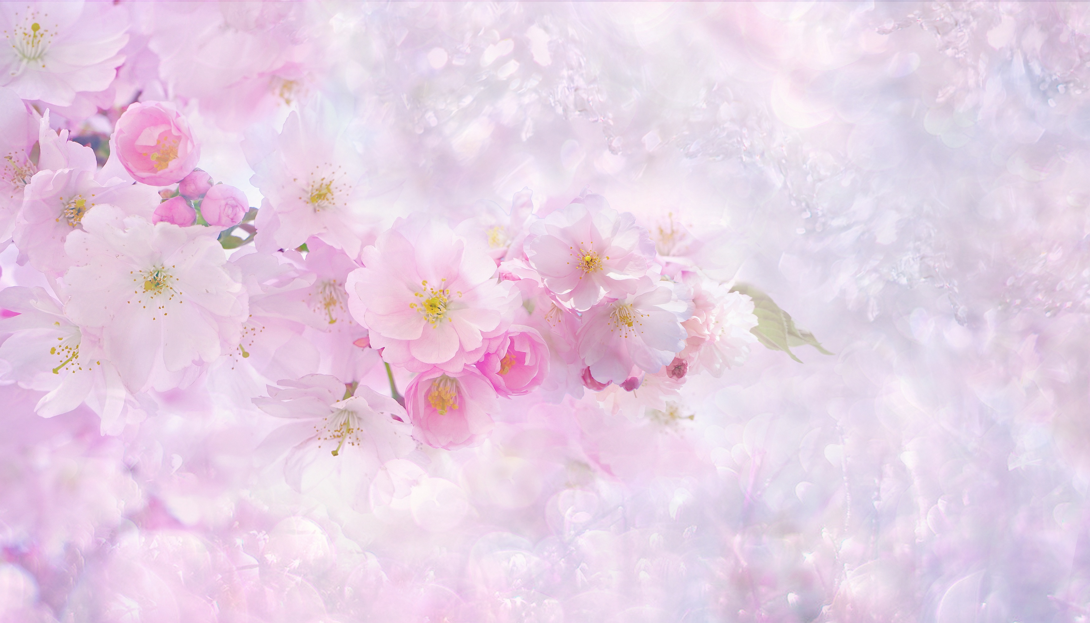 Free Photo of Pink Cherry Blossoms
