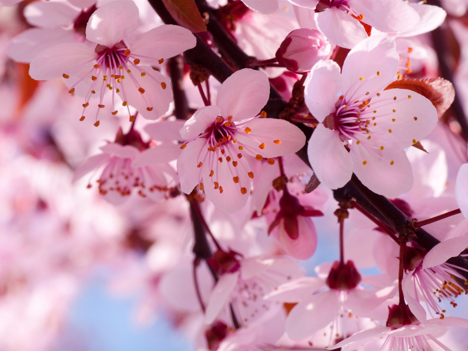 High Resolution Cherry Blossoms Photos Free Download