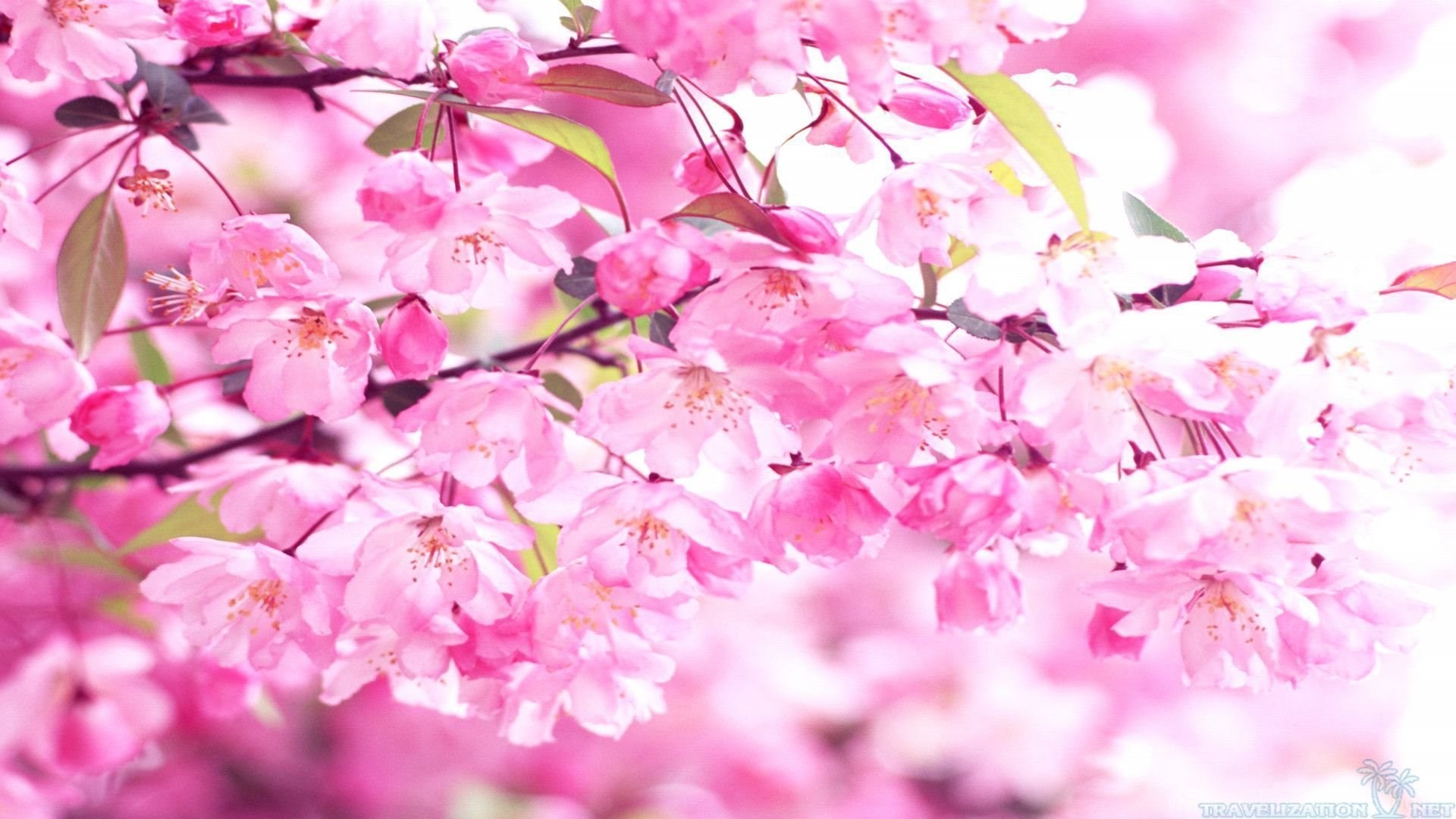 Pink cherry blossoms wallpaper bright pink cherry blossom wallpapers ...